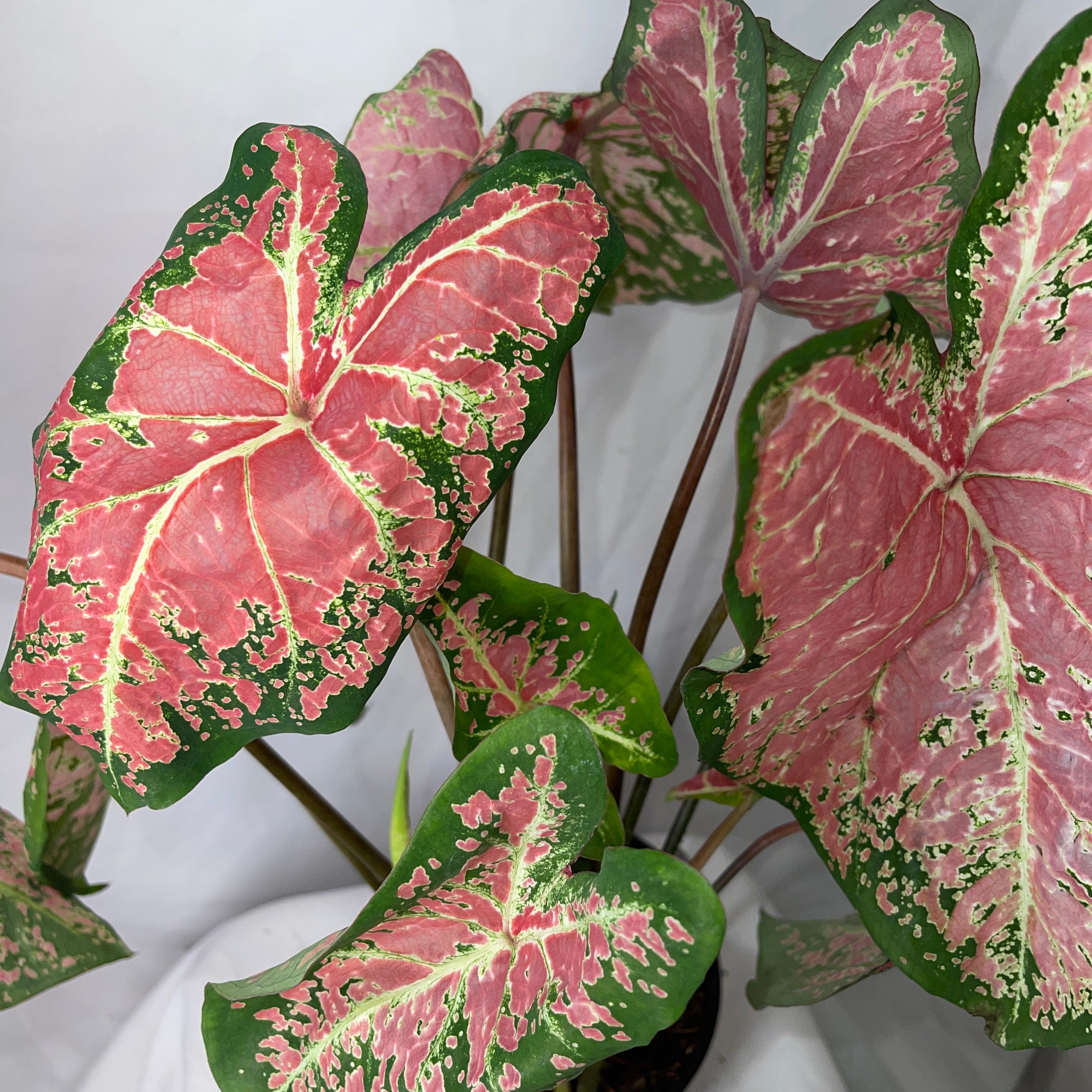 Mixed Caladium Variety One 6” Pot