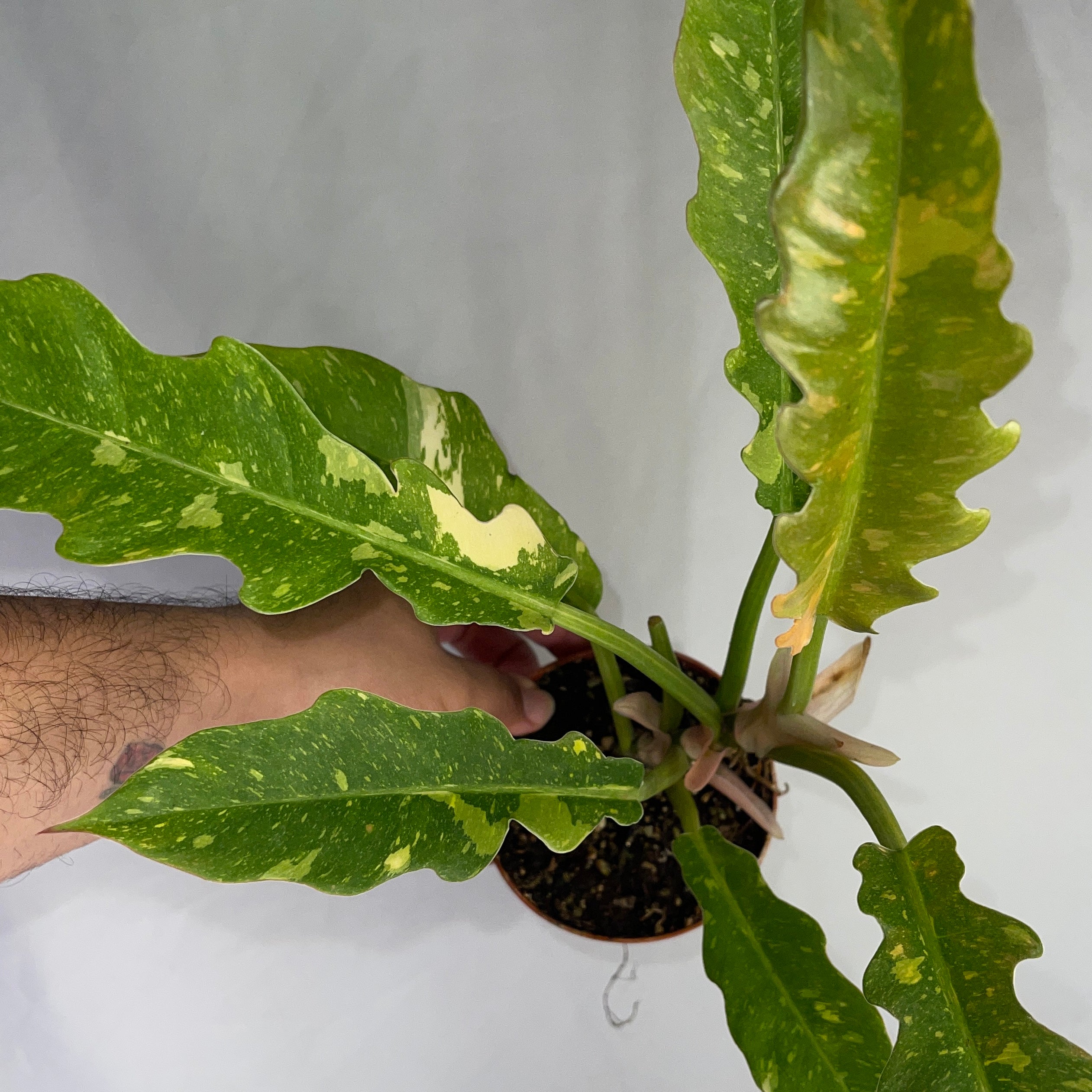 Philodendron Ring Of Fire 4" Pot