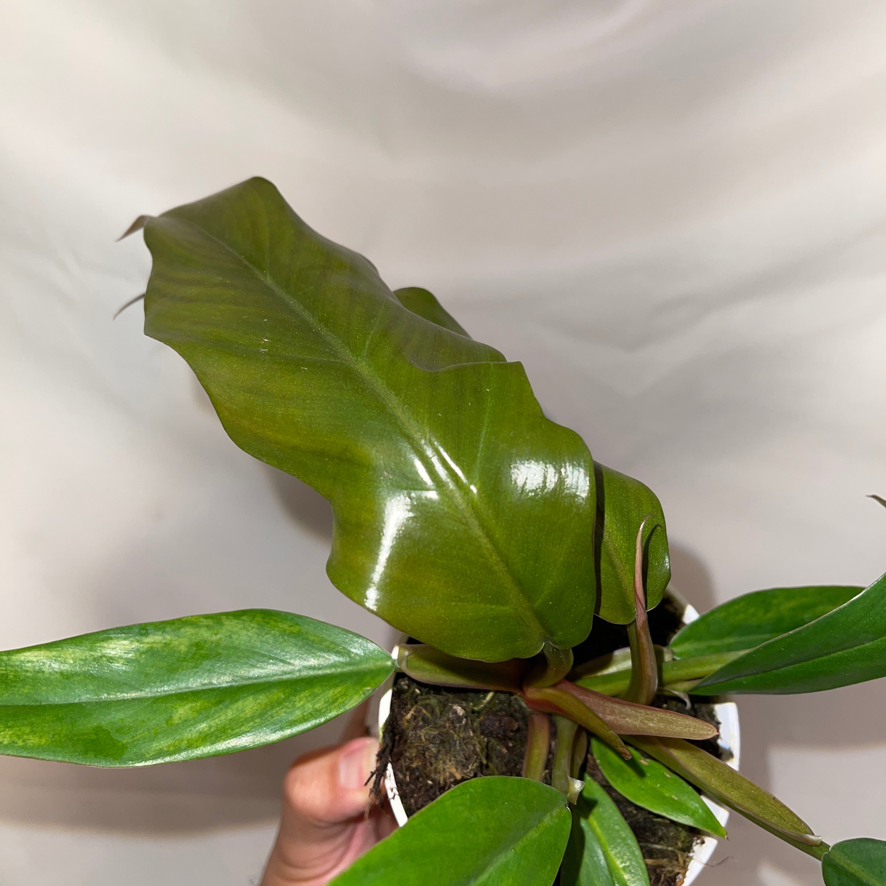 Caramel Philodendron 4” Pot
