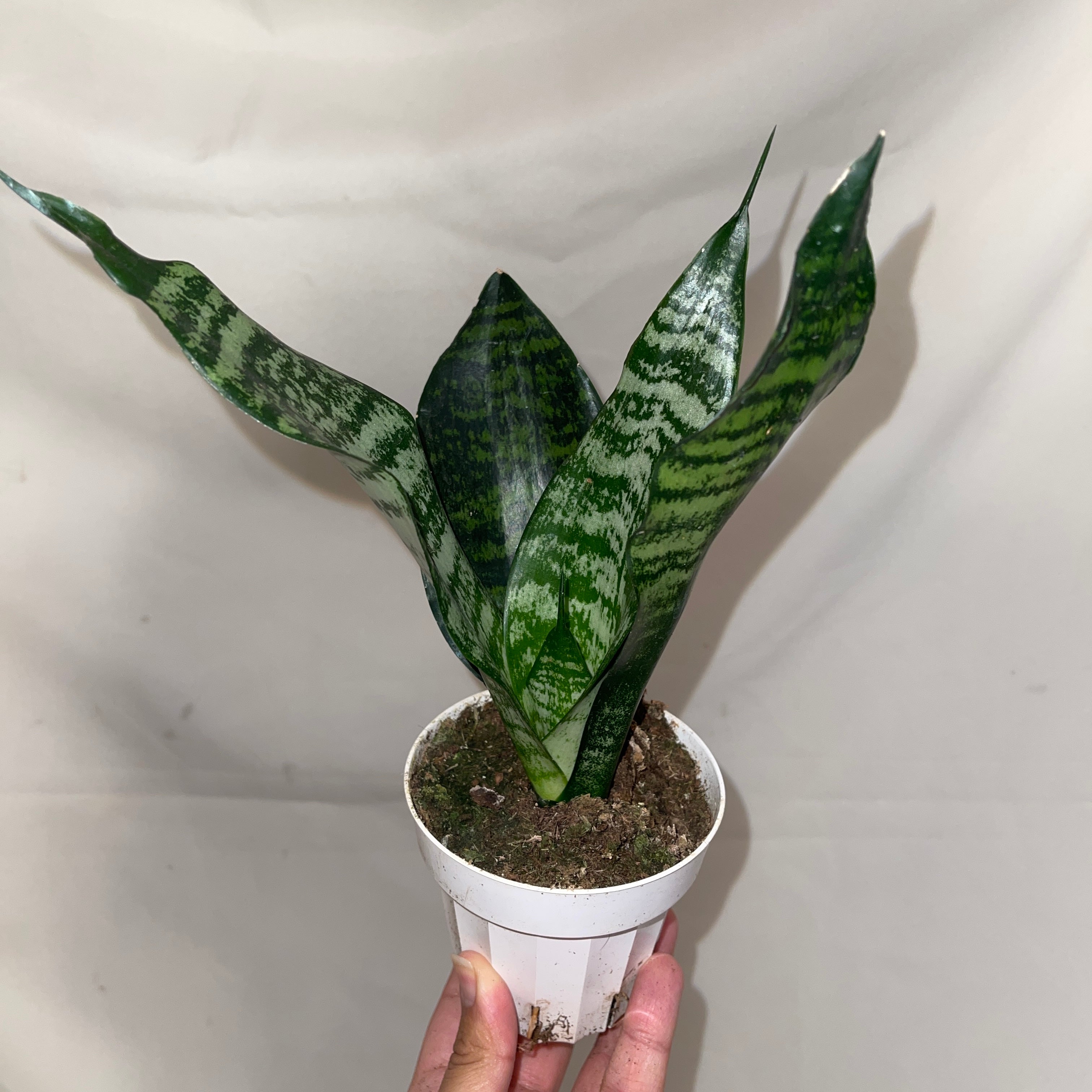 Coral Snake Plant 4” Pot