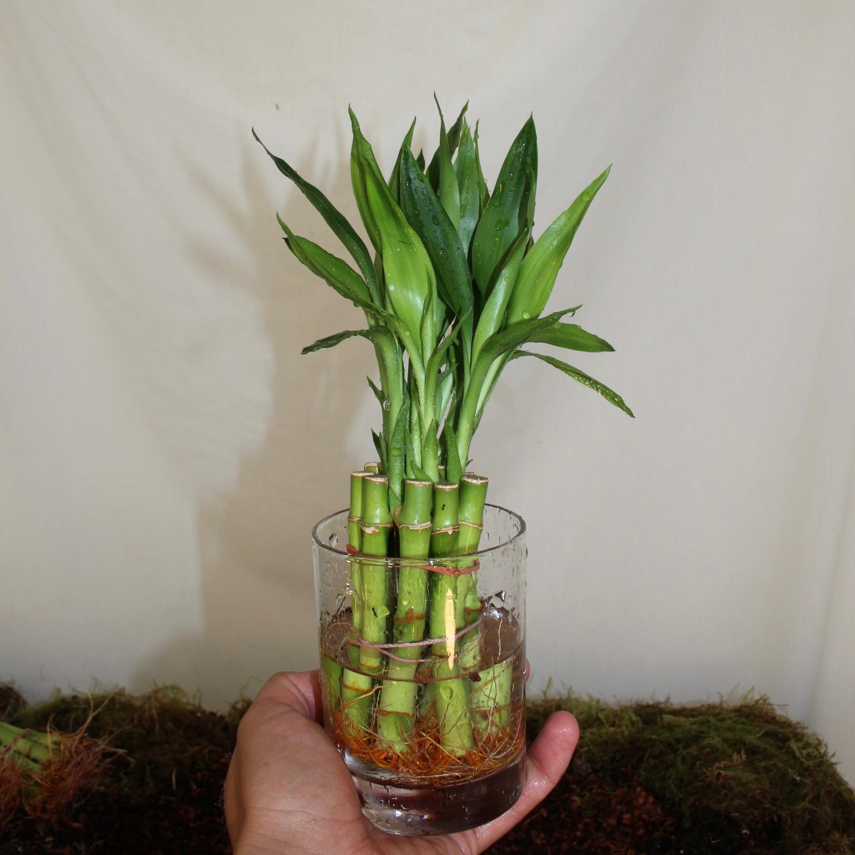 4” Lucky Bamboo Bunch