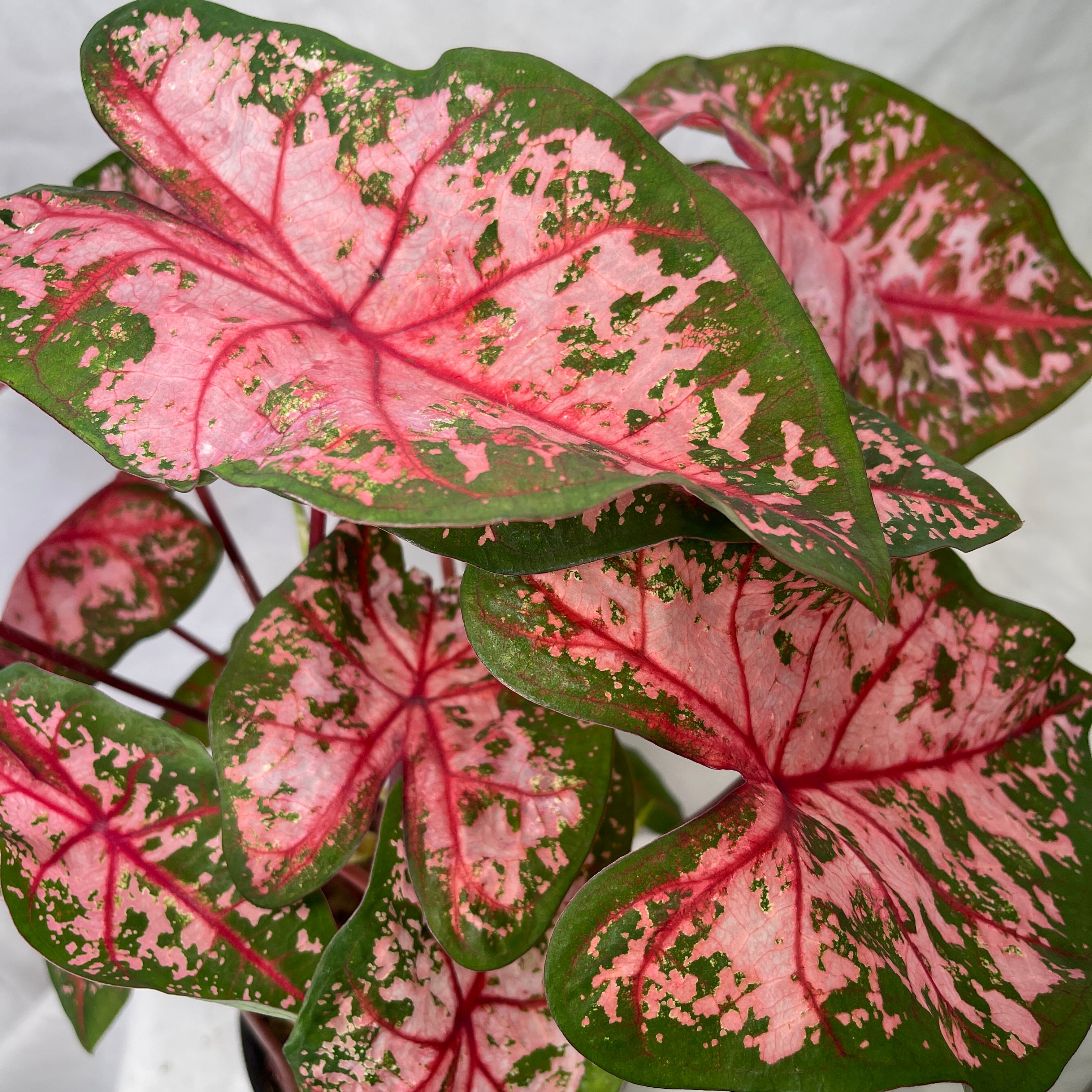 Mixed Caladium Variety One 6” Pot