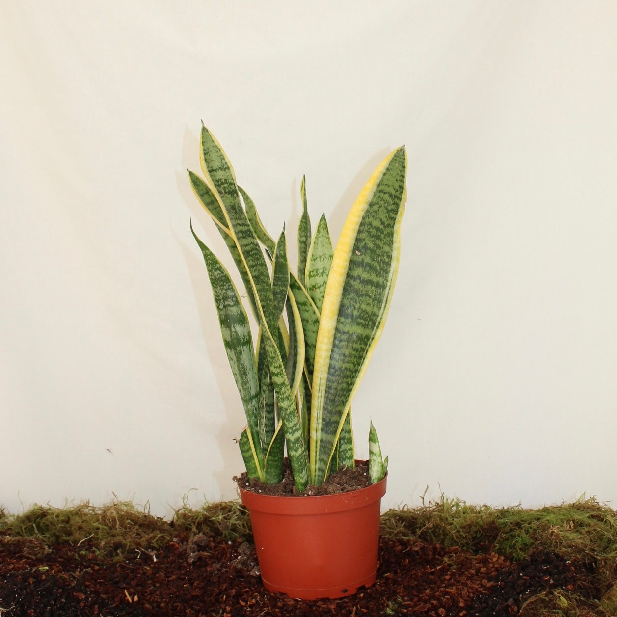 Laurentii Snake Plant 6” Pot