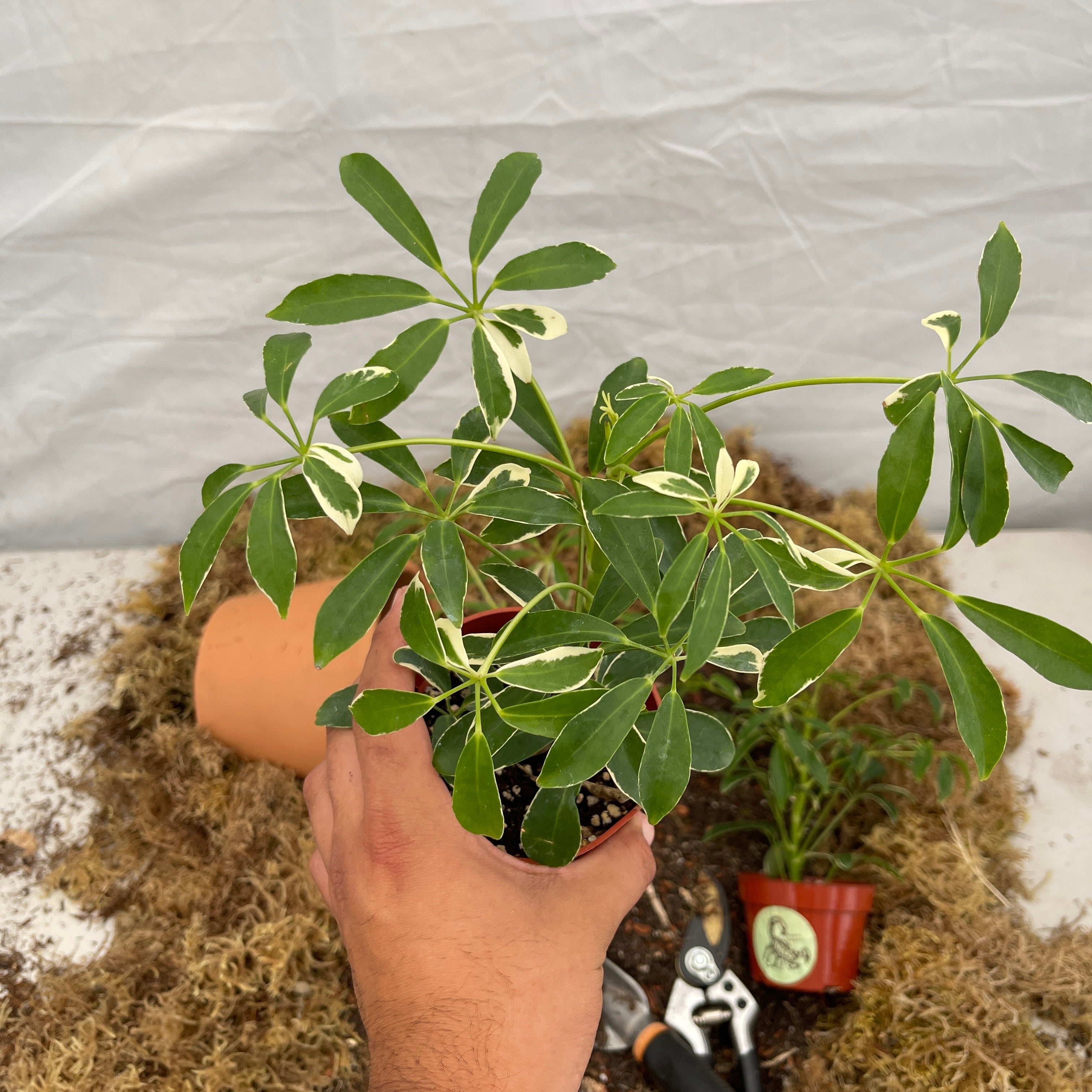 Variegated Umbrella Tree 4" Pot