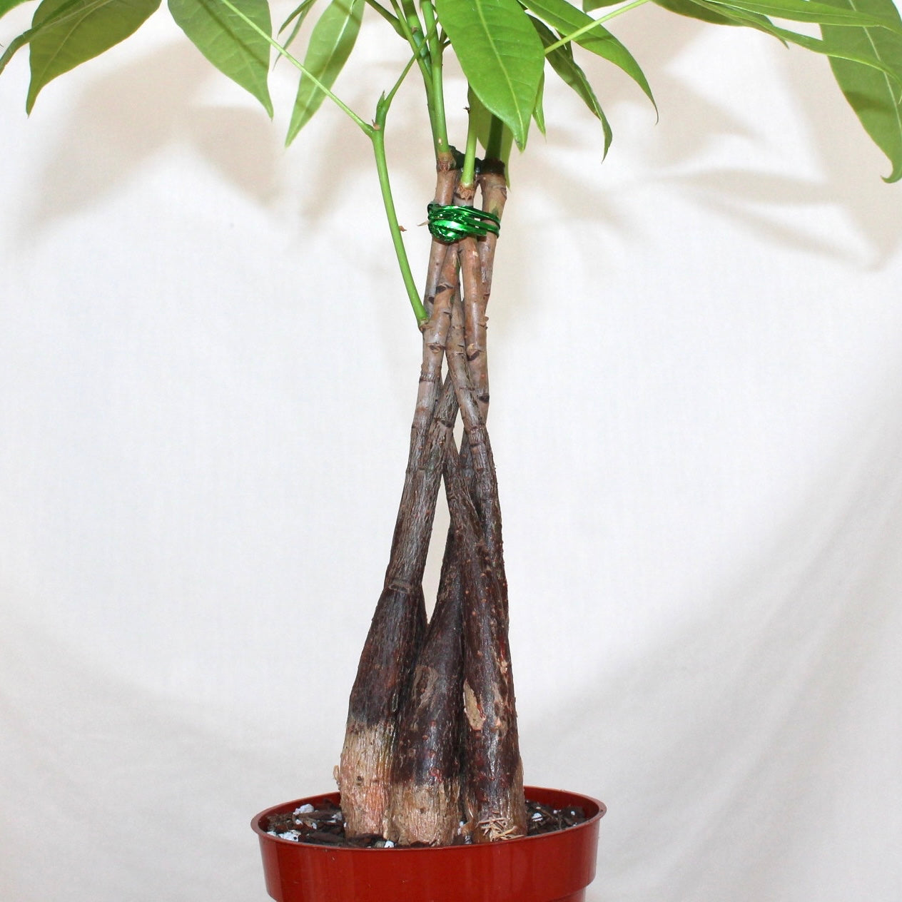 Money Tree 4” Pot