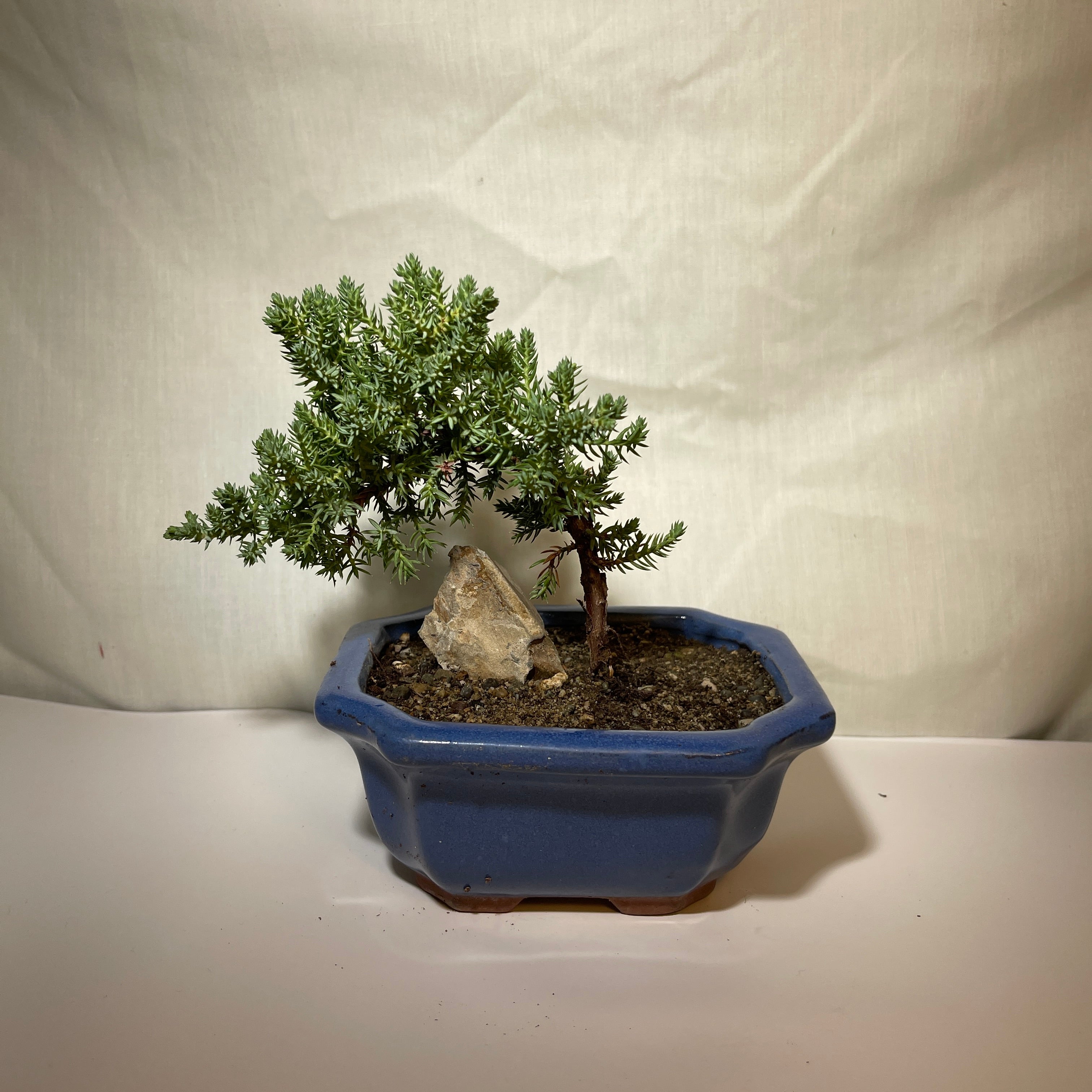 5” Light Blue Ceramic Juniper Pine Bonsai