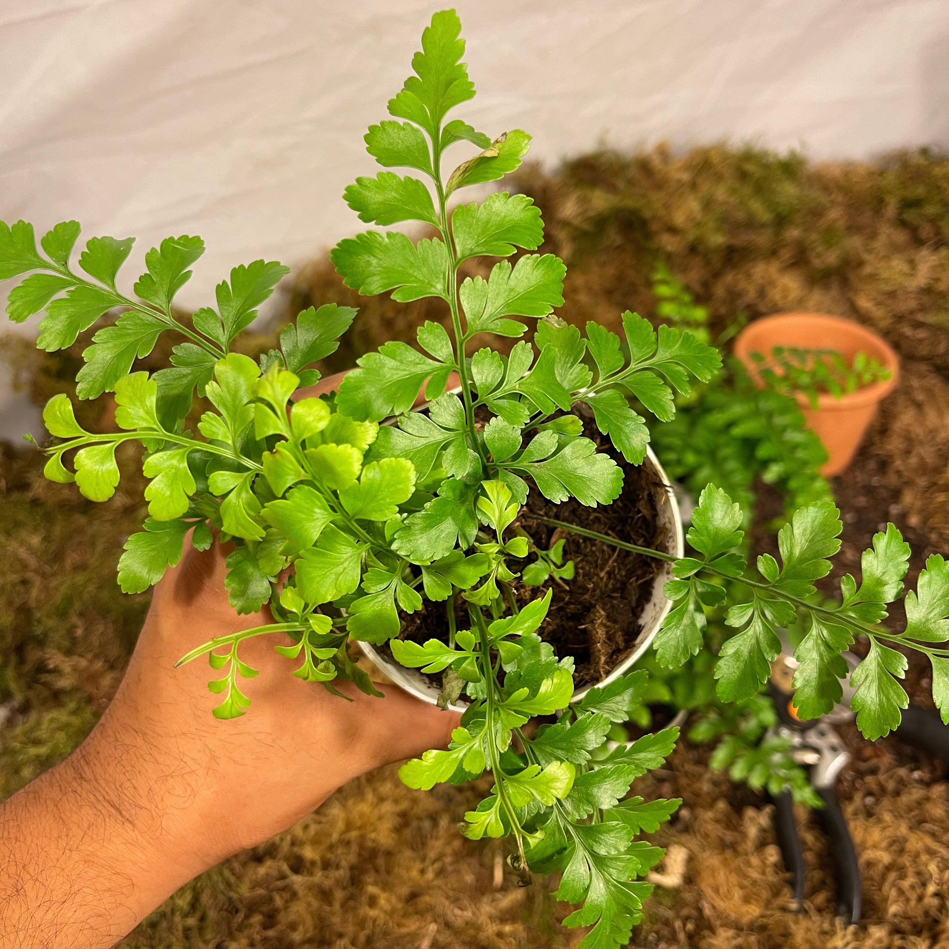 Spleenwort Fern 4" Pot