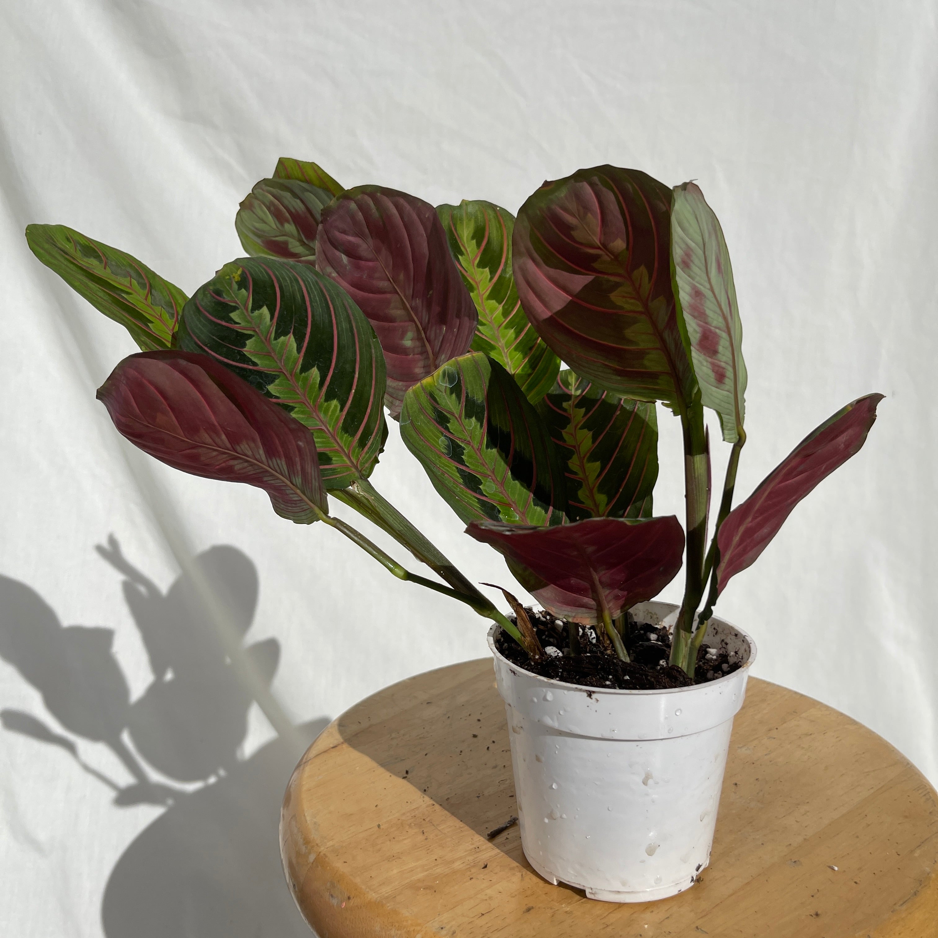 Red Prayer Plant Maranta 4” Pot