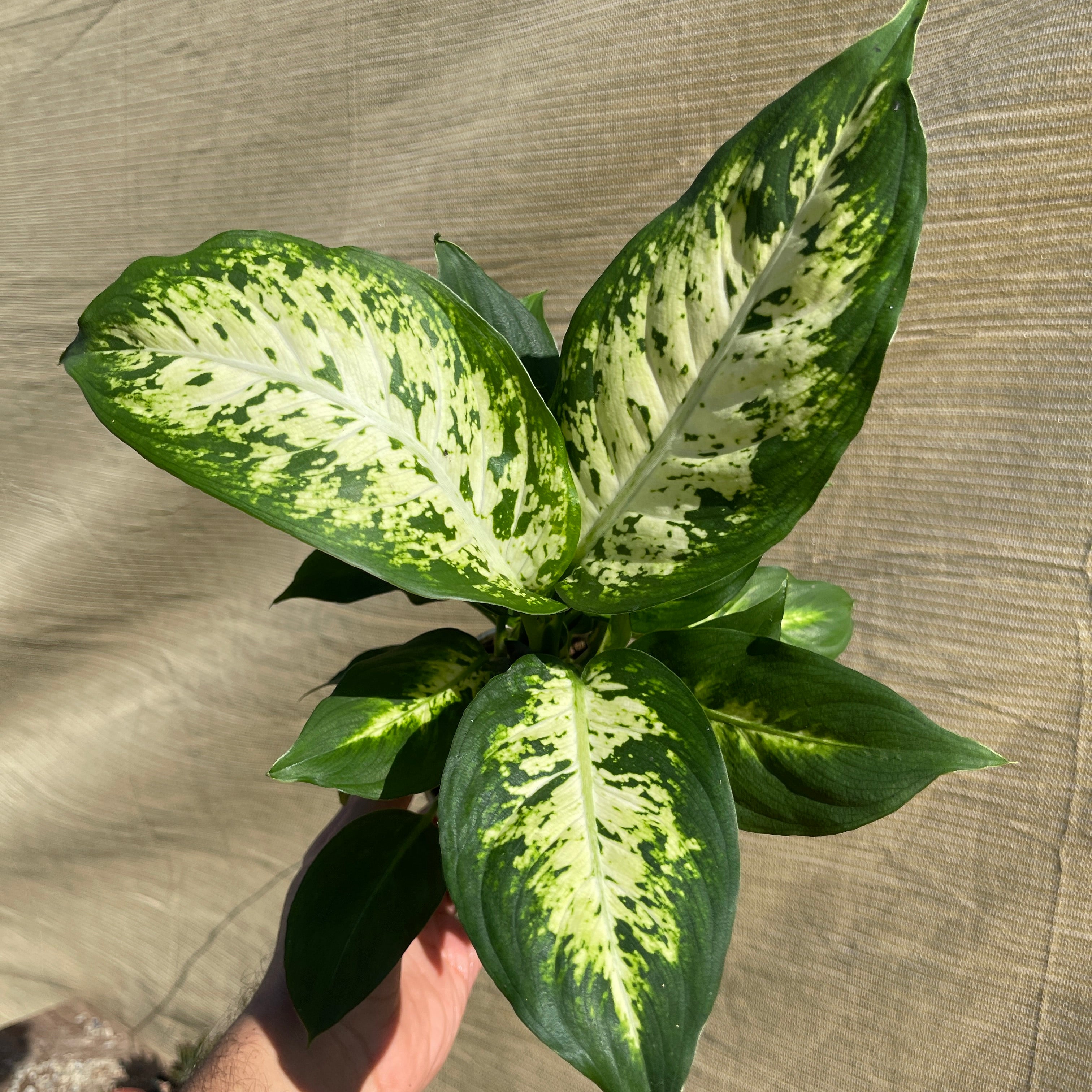 Dieffenbachia ‘Seguine’ 4" Pot