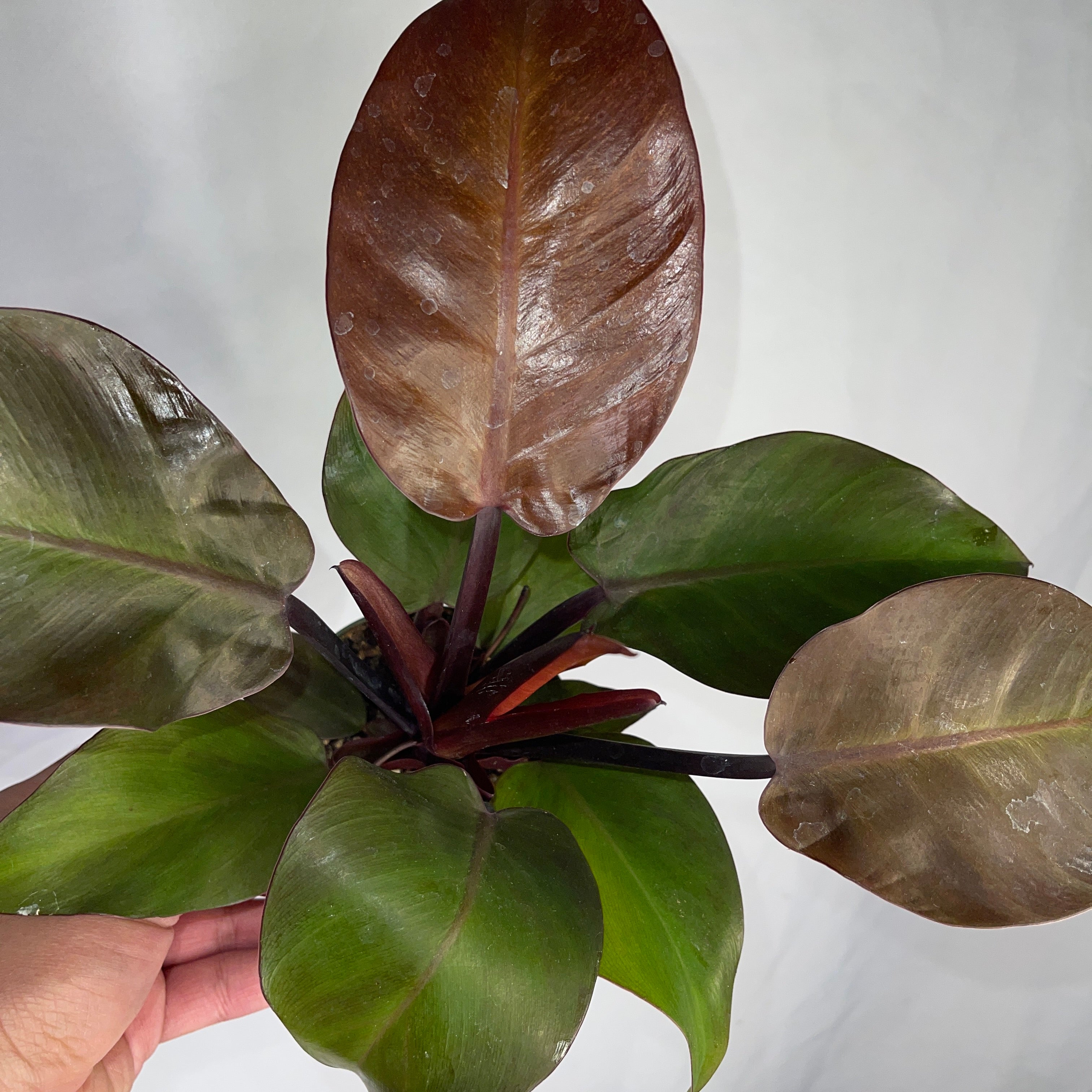 Philodendron  McColley's Finale 4" Pot
