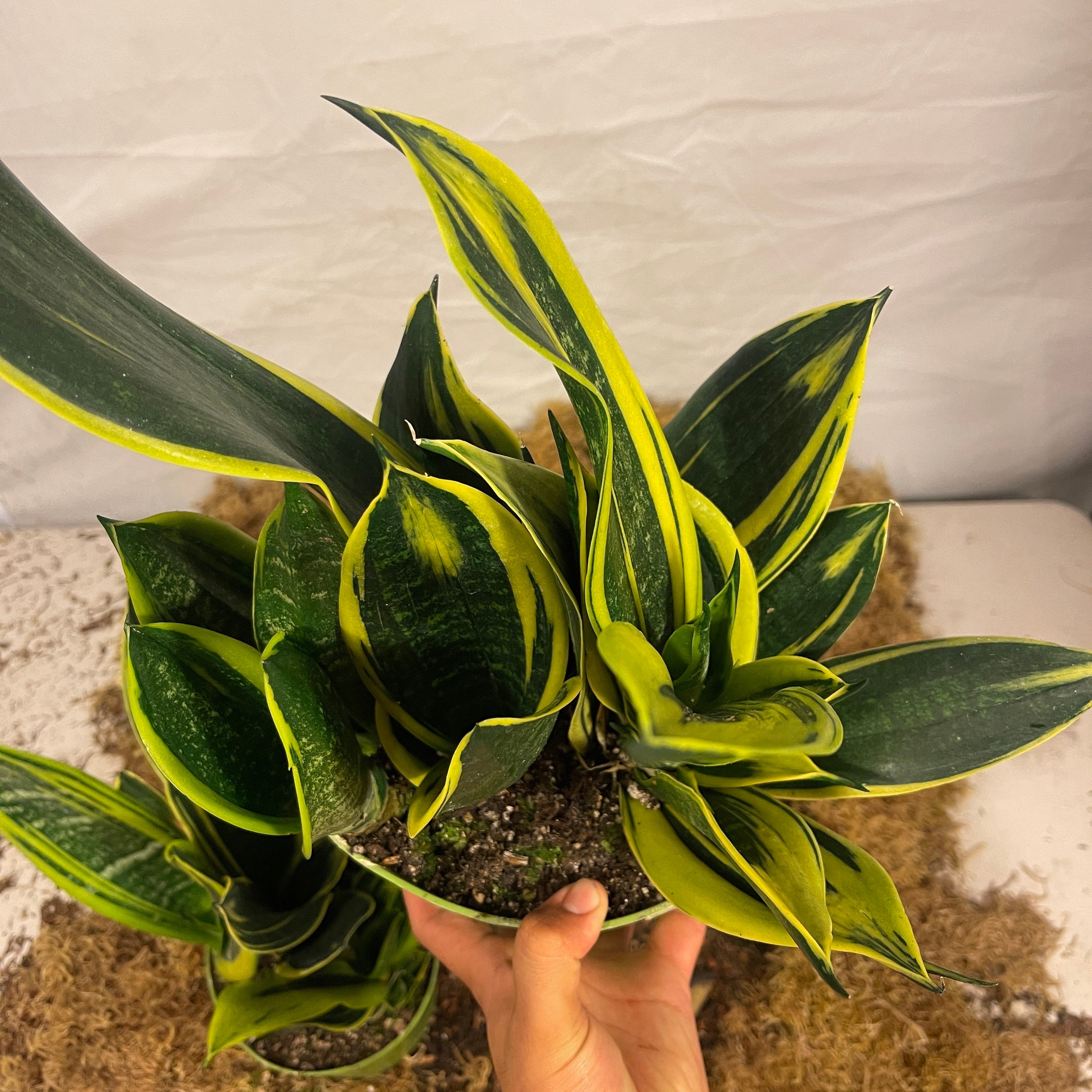 Golden Flame Snake Plant 6" Pot