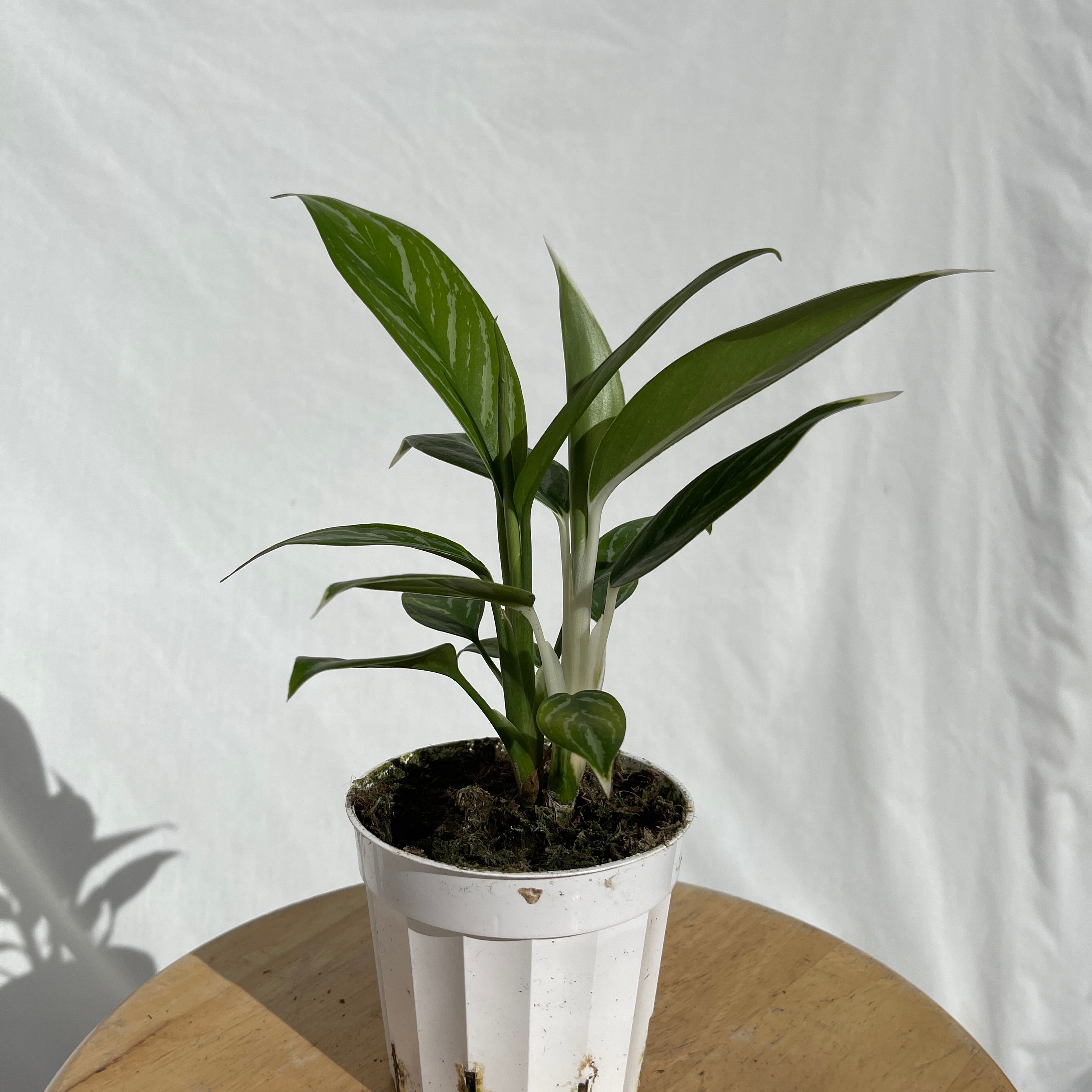 Snow White Aglaonema 4" Pot