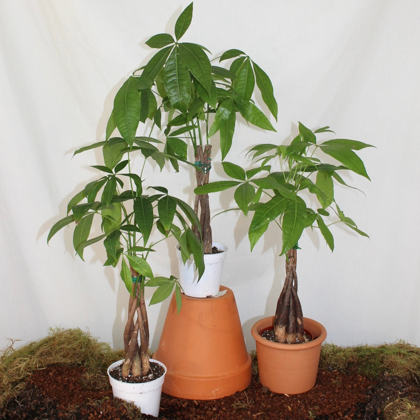 Money Tree 4” Pot