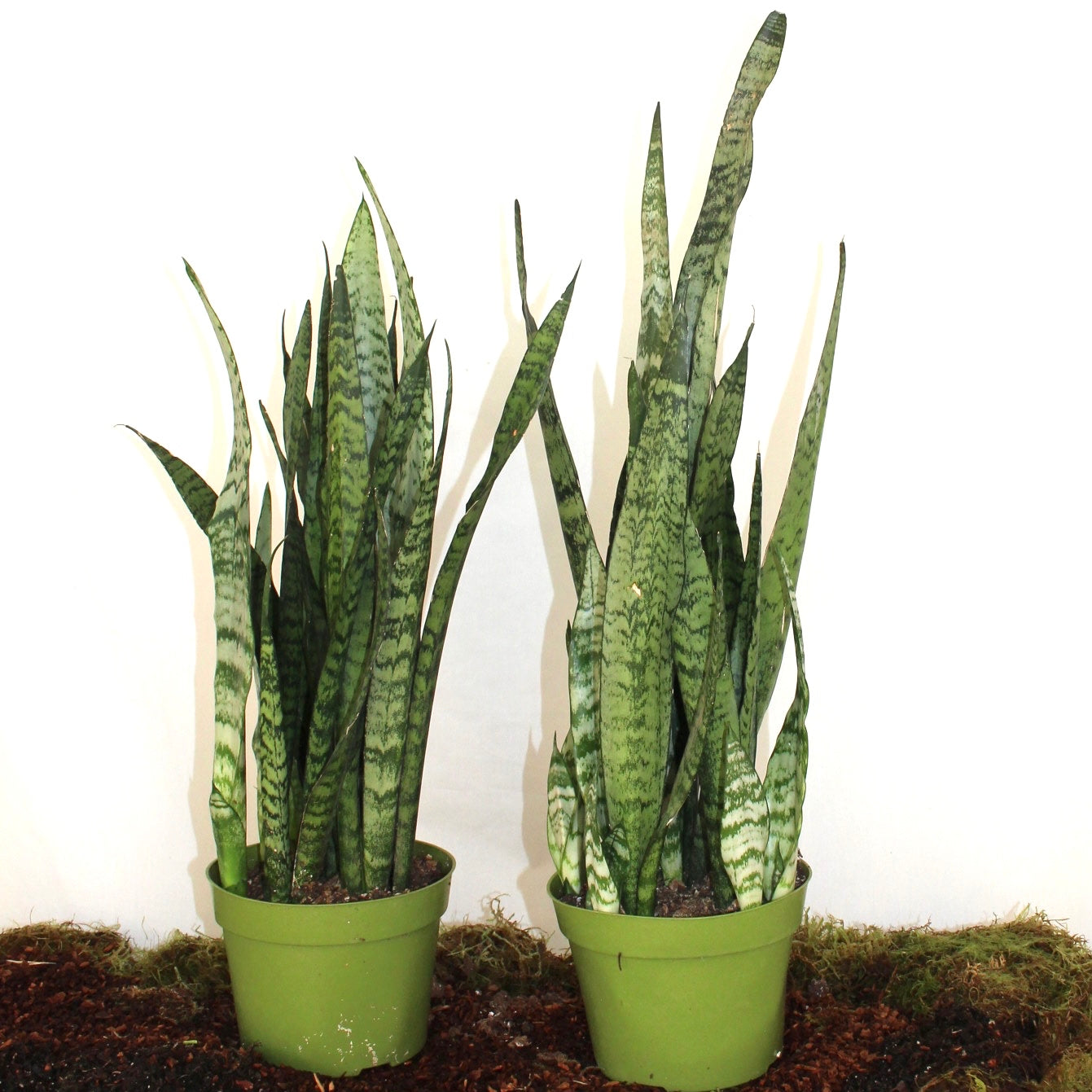 Futura Robusta Snake Plant 6” Pot