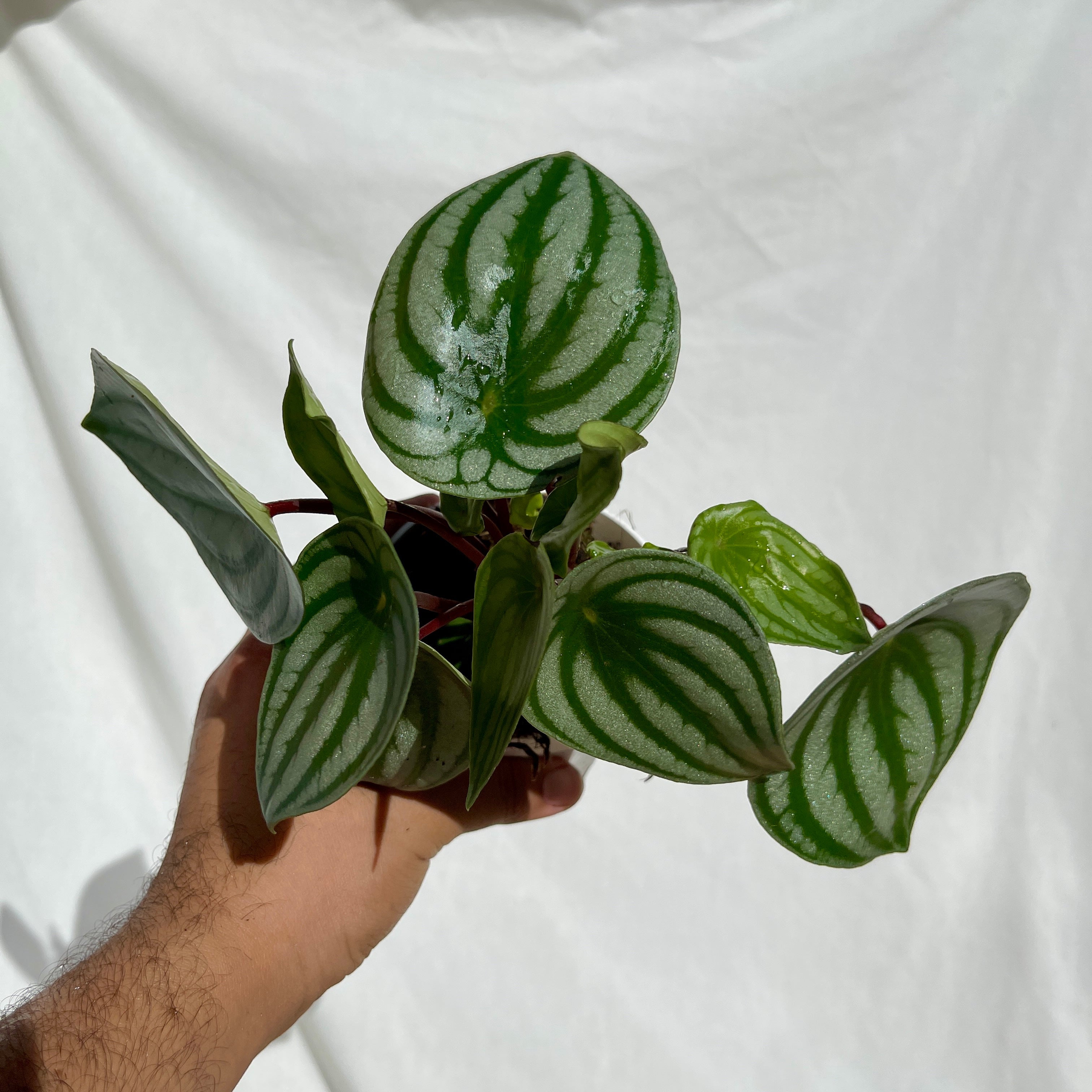 Watermelon Peperomia - 4" Pot m