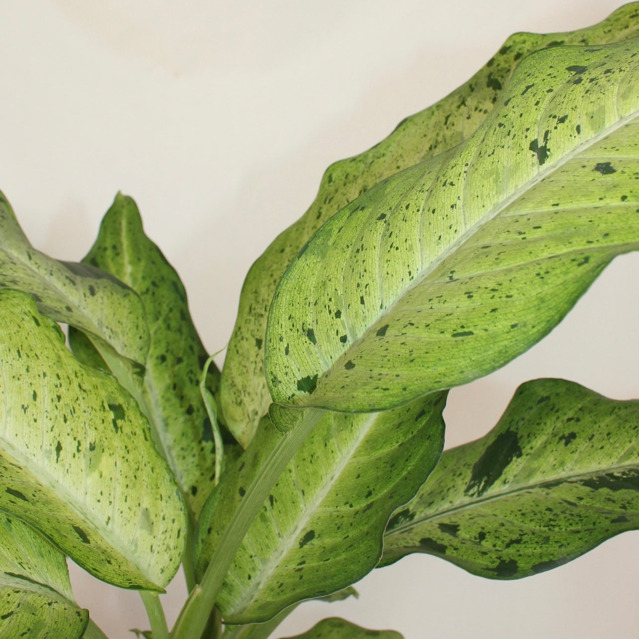 Camouflage Dieffenbachia 6” Pot