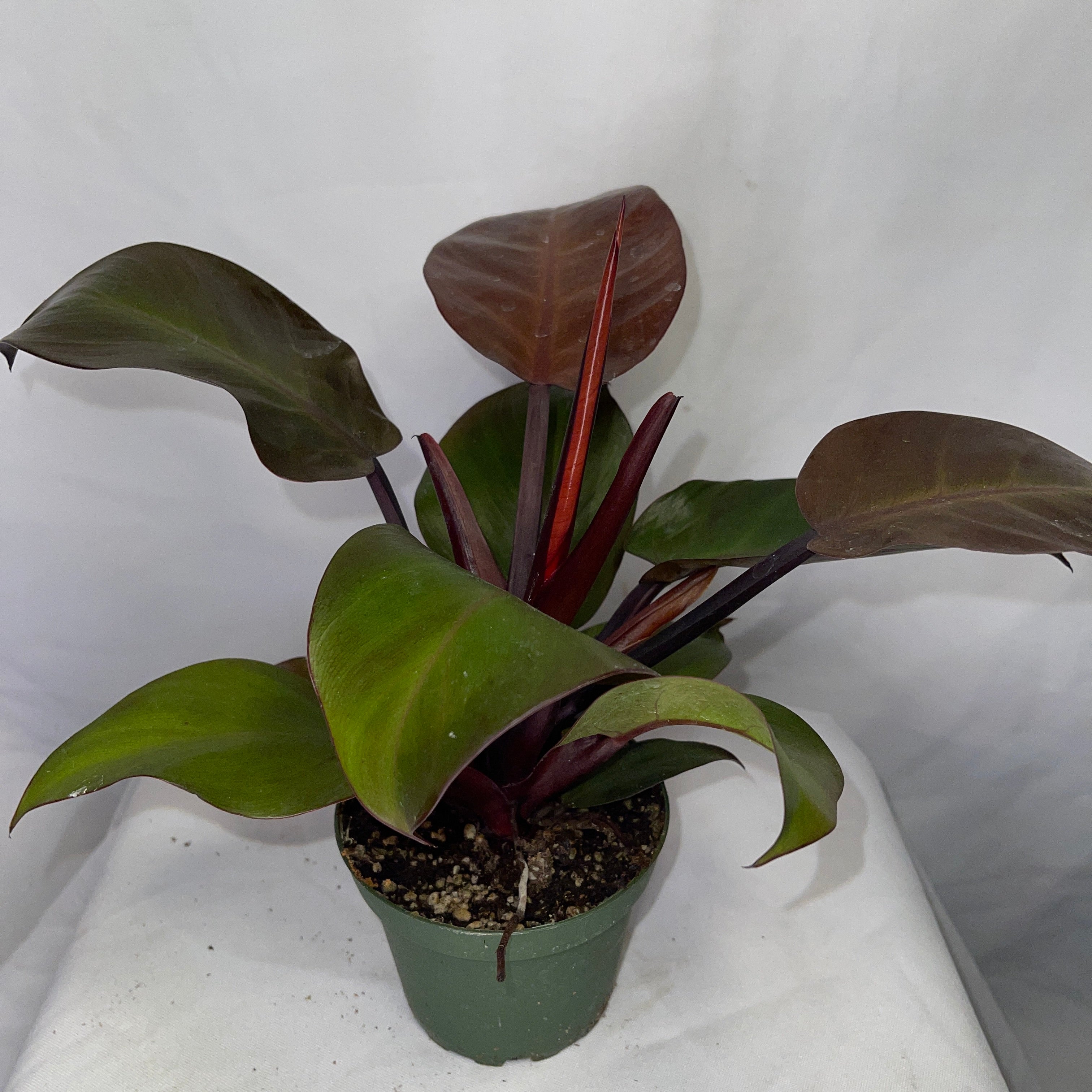 Philodendron  McColley's Finale 4" Pot