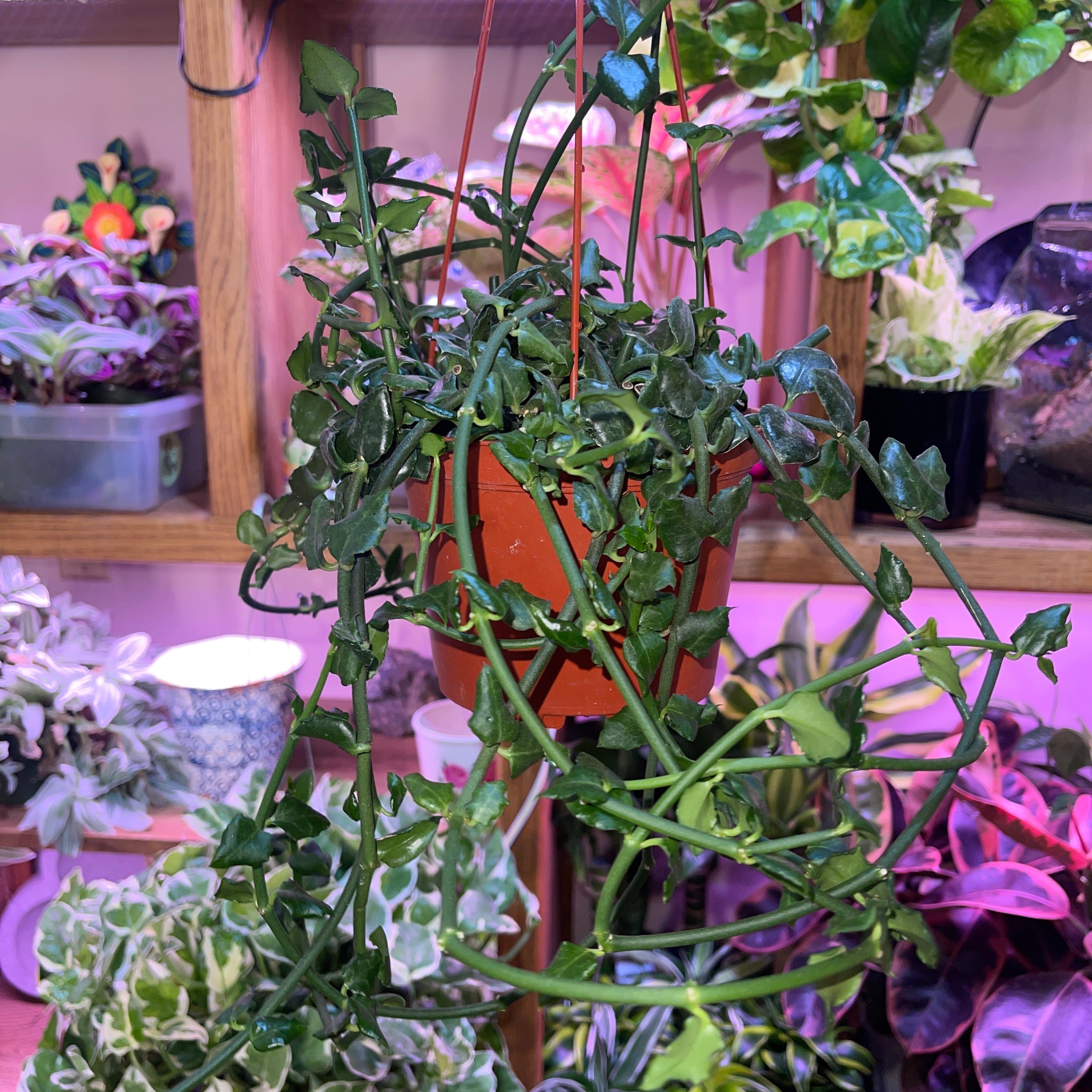 Parachute Plant 6" Pot Ceropegia Sandersonii