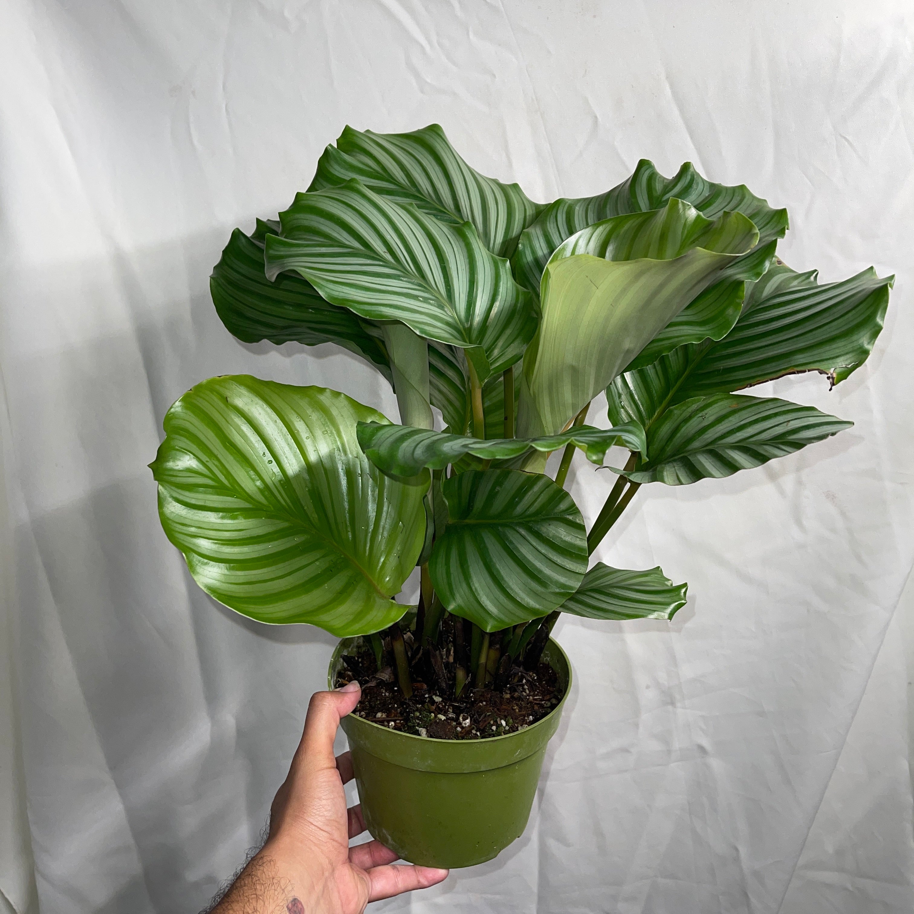 Orbifolia Calathea 6” Pot
