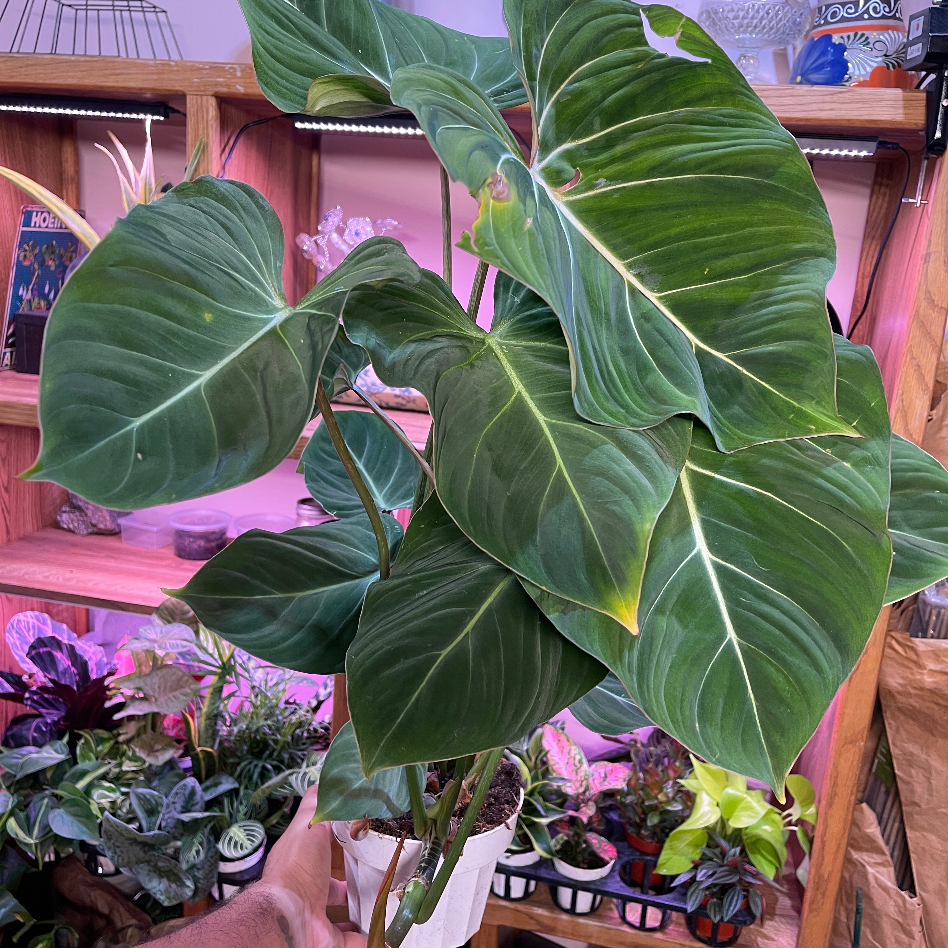 Gloriosum Philodendron 6” pot