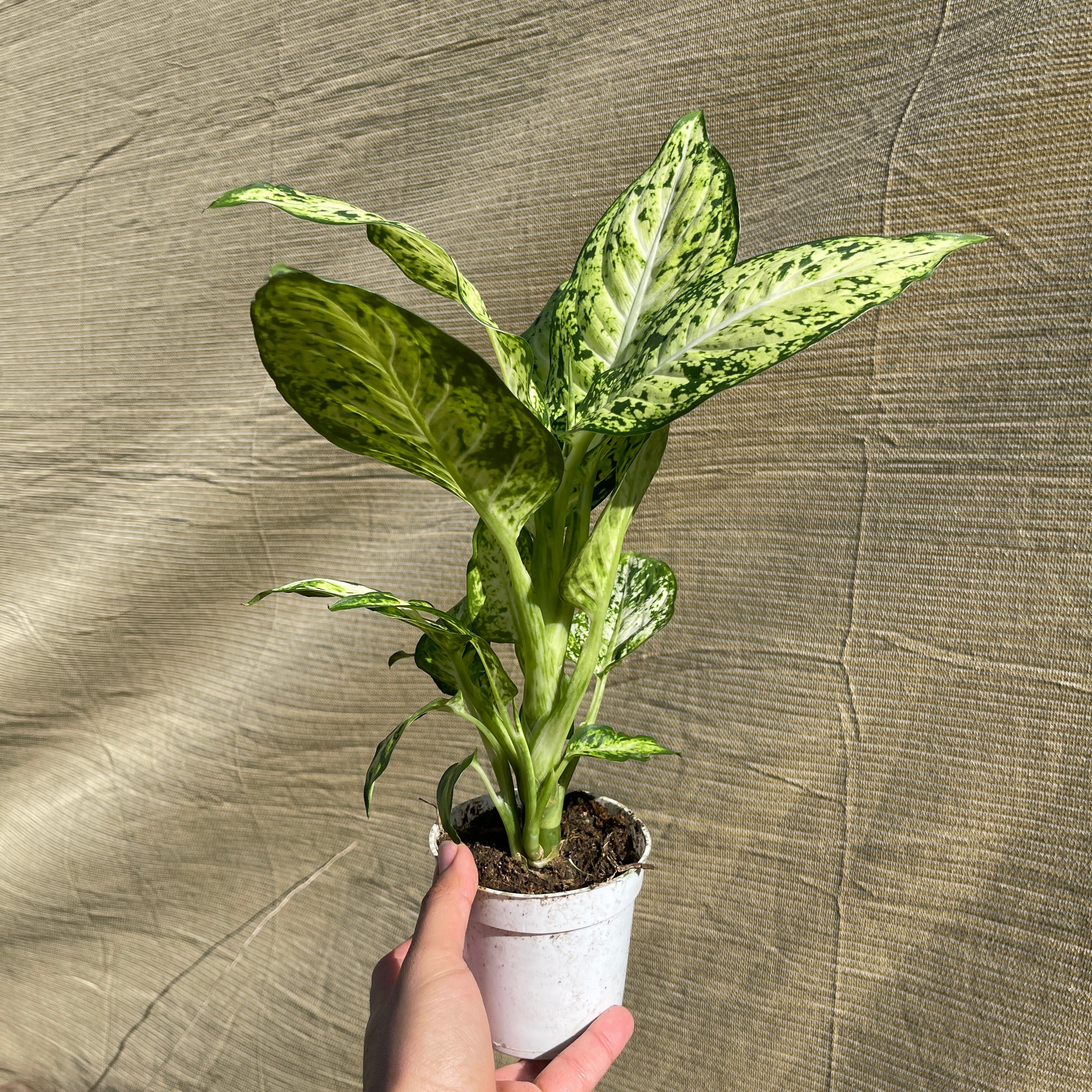 Dieffenbachia Starbright 4" Pot