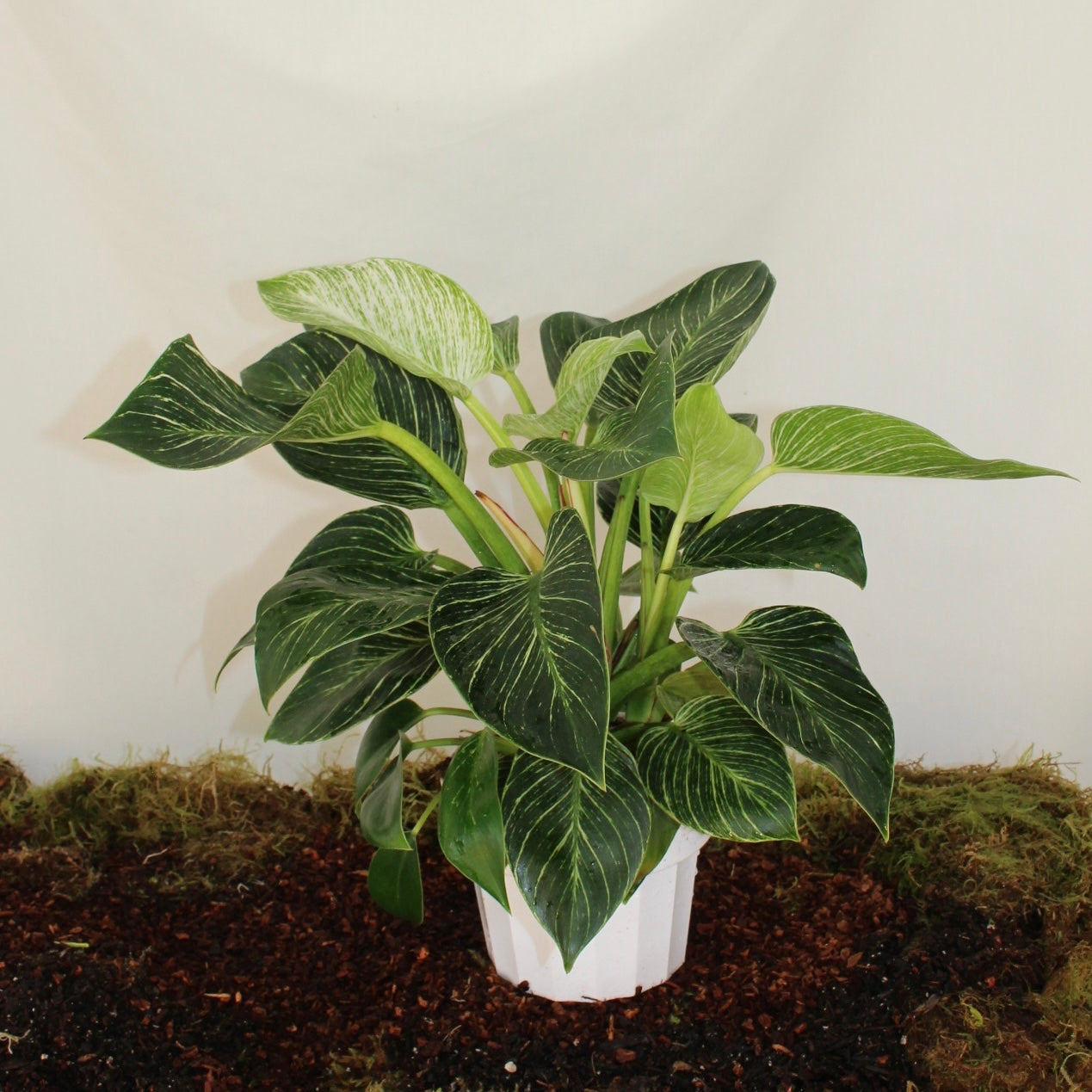 Birkin Philodendron 6” Pot