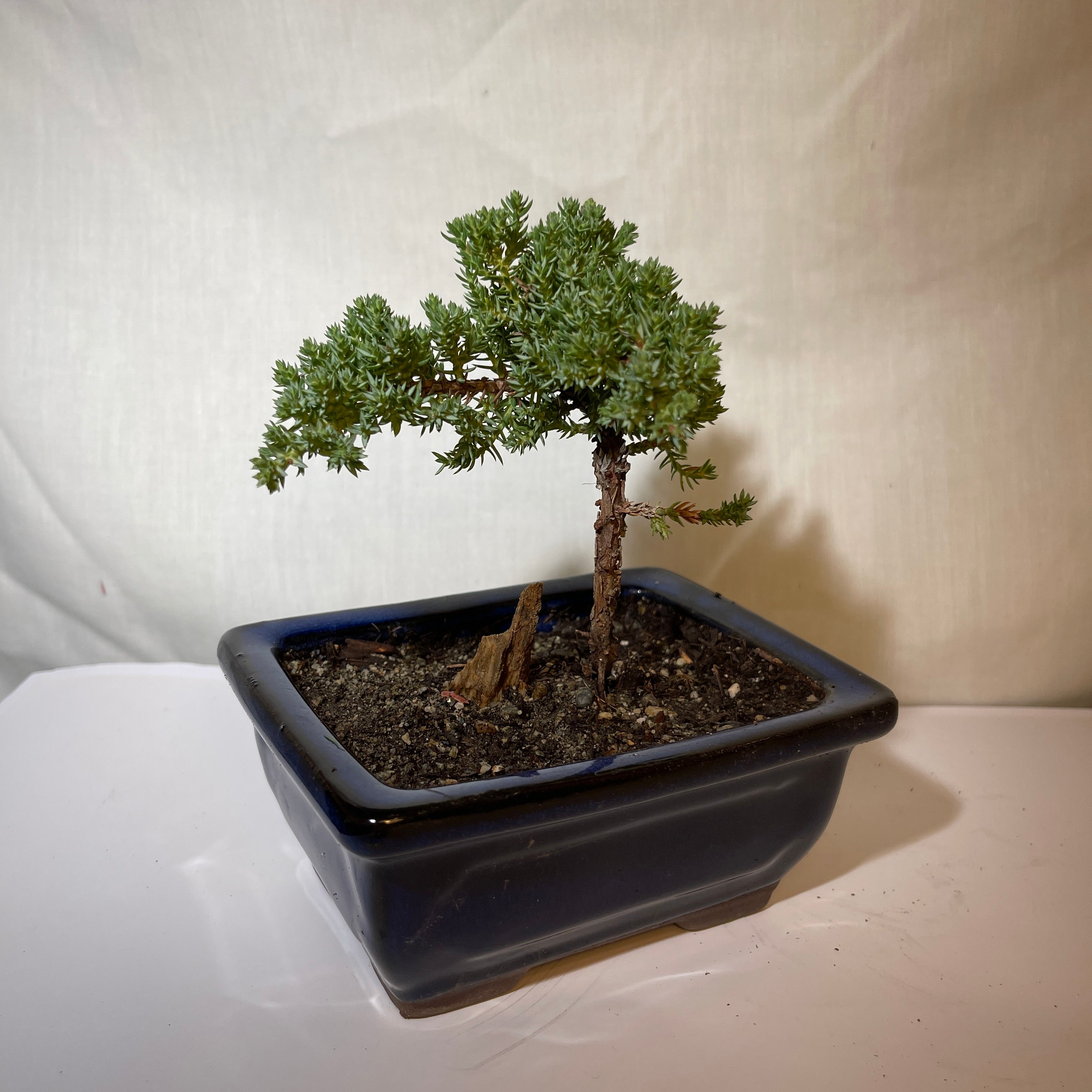 5” Dark Blue Ceramic Juniper Pine Bonsai