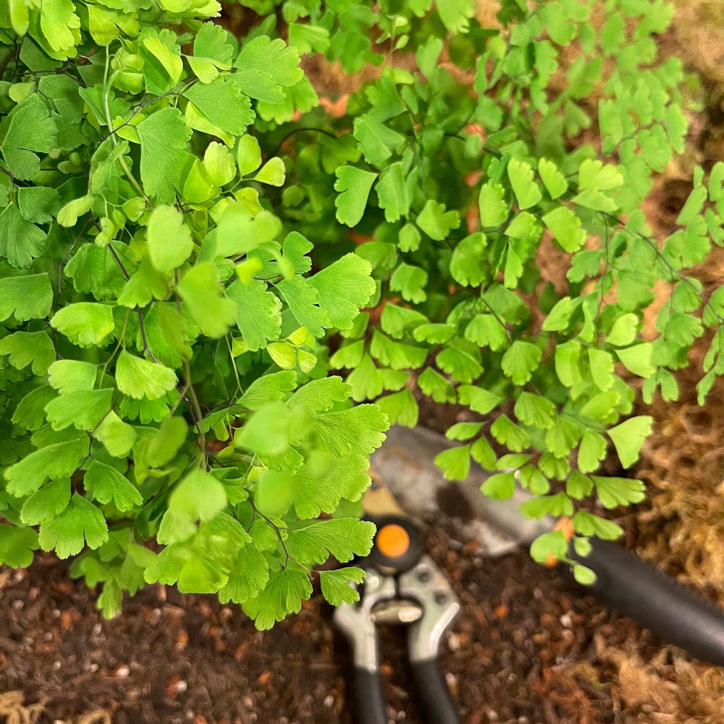 Maidenhair Fern 6" Pot