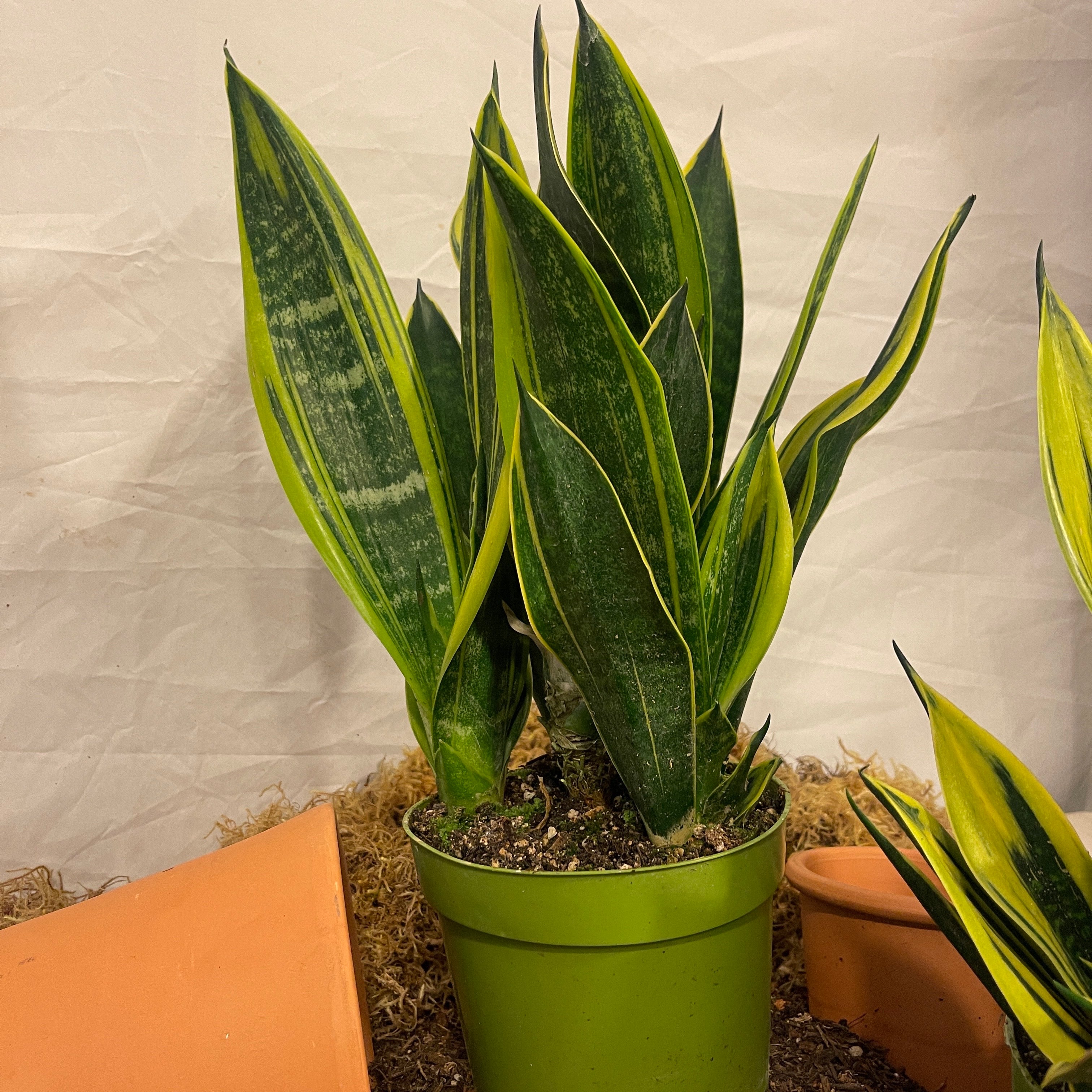 Golden Flame Snake Plant 6" Pot