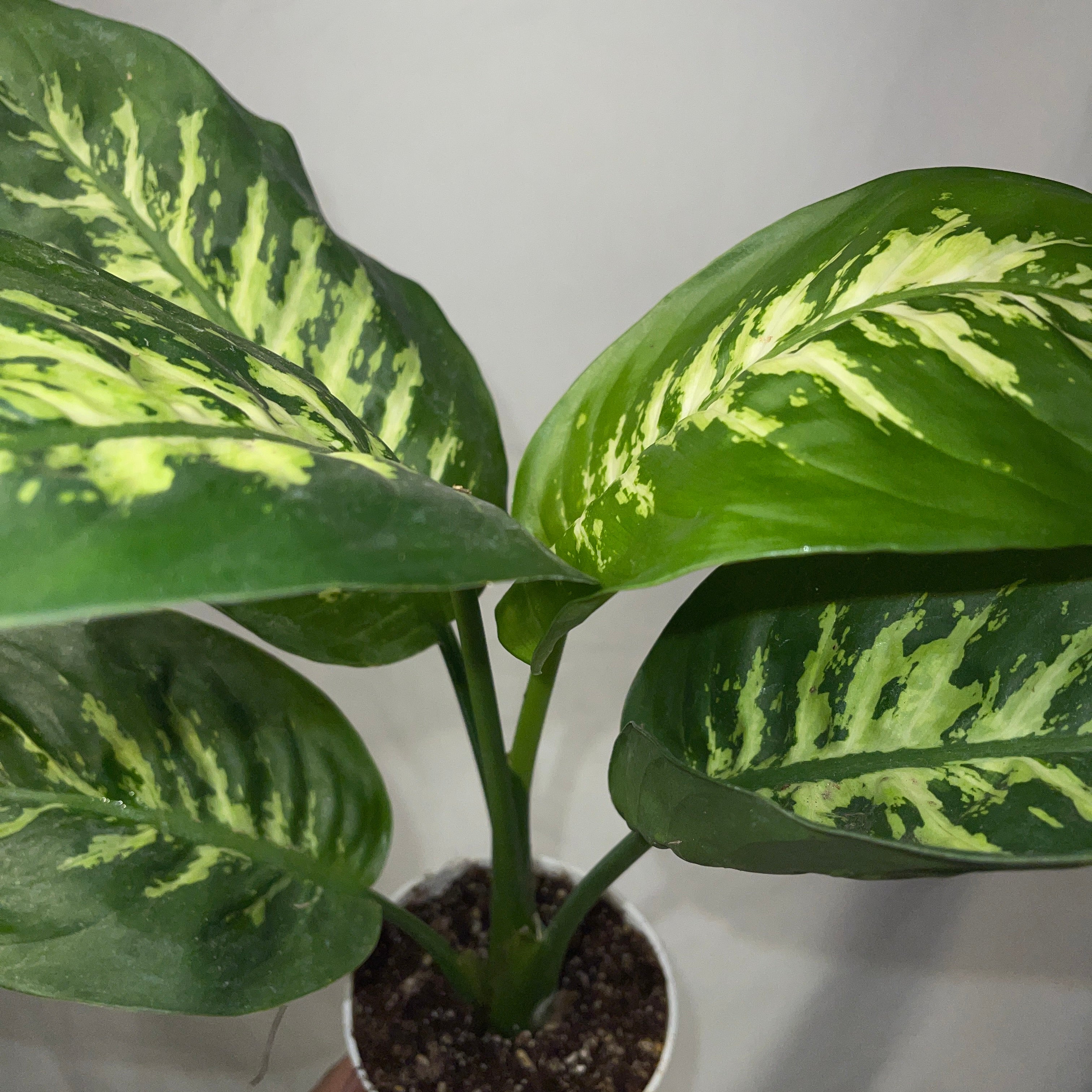 Dieffenbachia ‘Tropic Snow’ 4" Pot