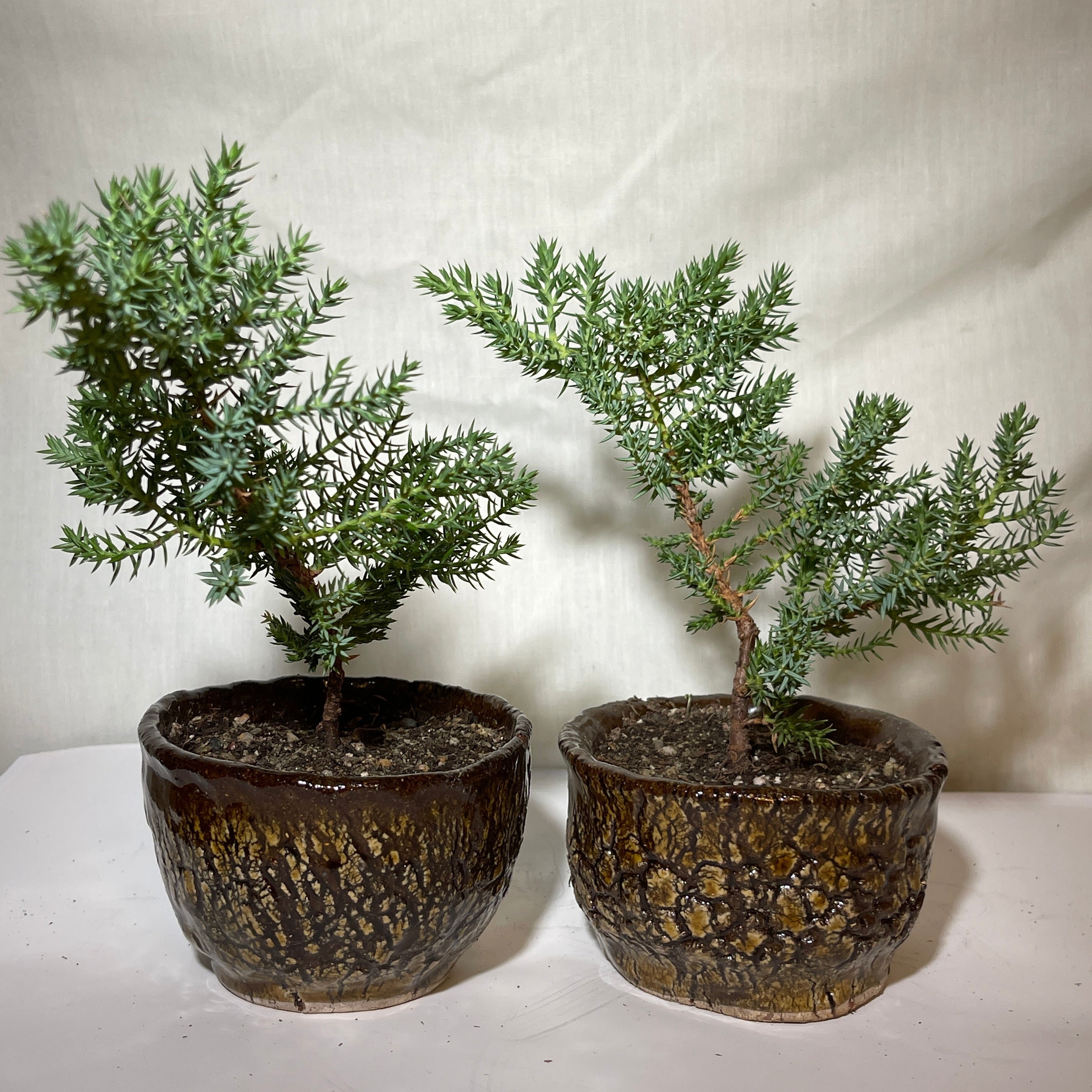 4” Brown Ceramic Juniper Pine Bonsai