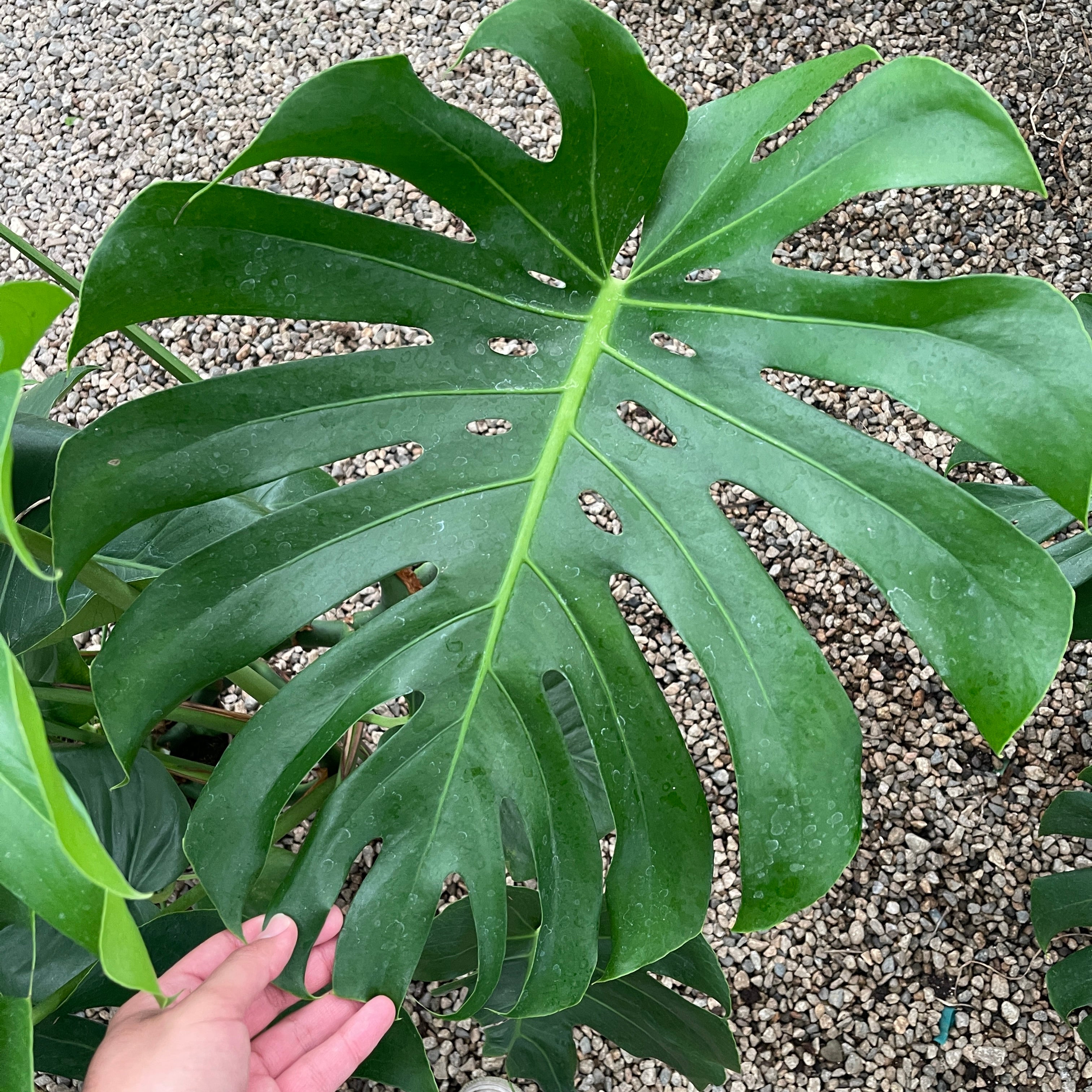Extra Large Monstera Deliciosa 8” Pot