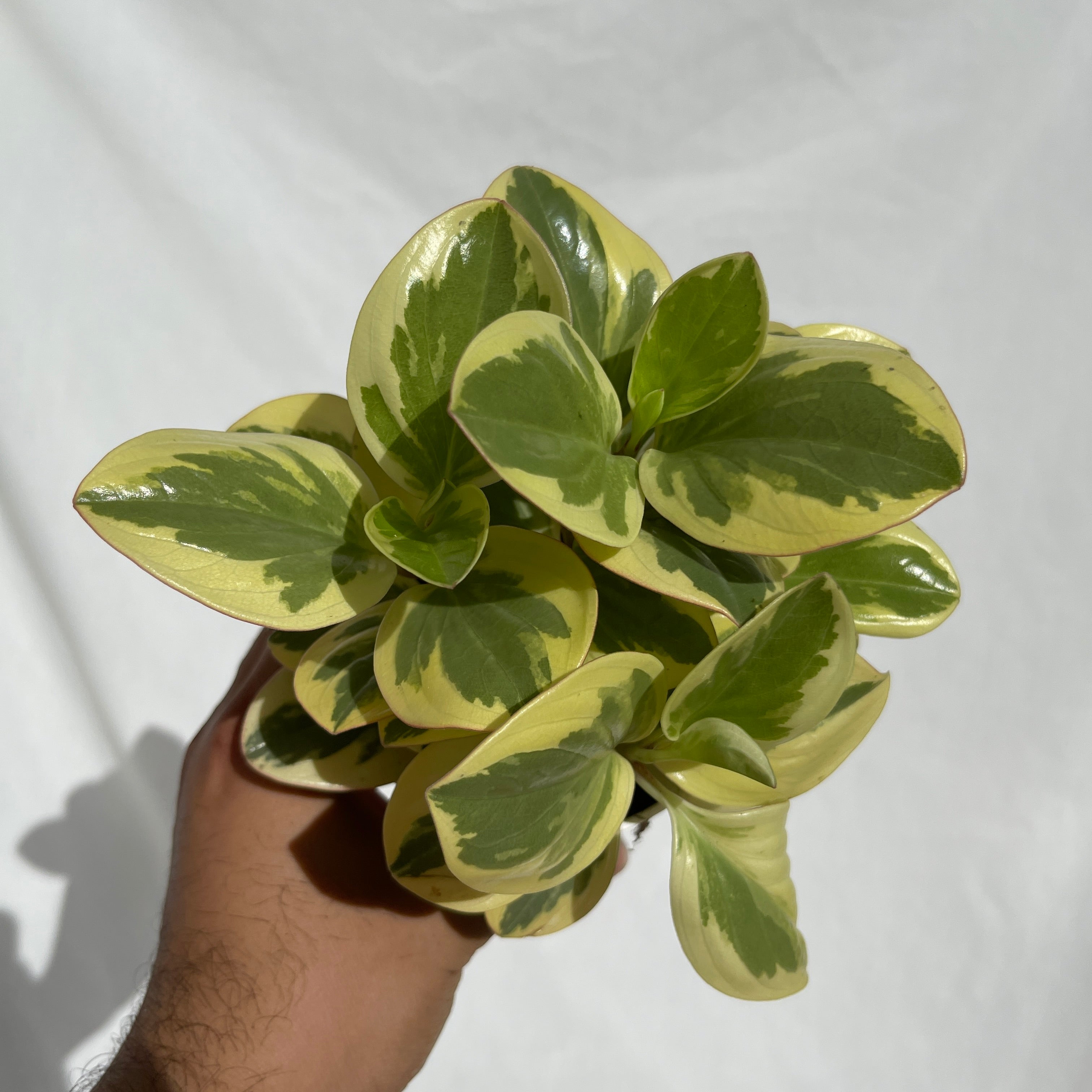 Variegated Obtusifolia Peperomia 4" Pot