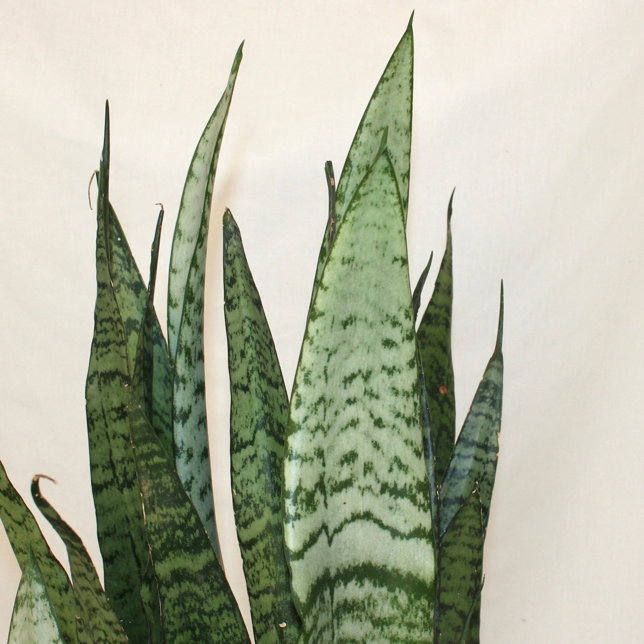 Futura Robusta Snake Plant 6” Pot