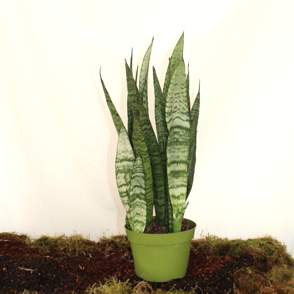 Futura Robusta Snake Plant 6” Pot