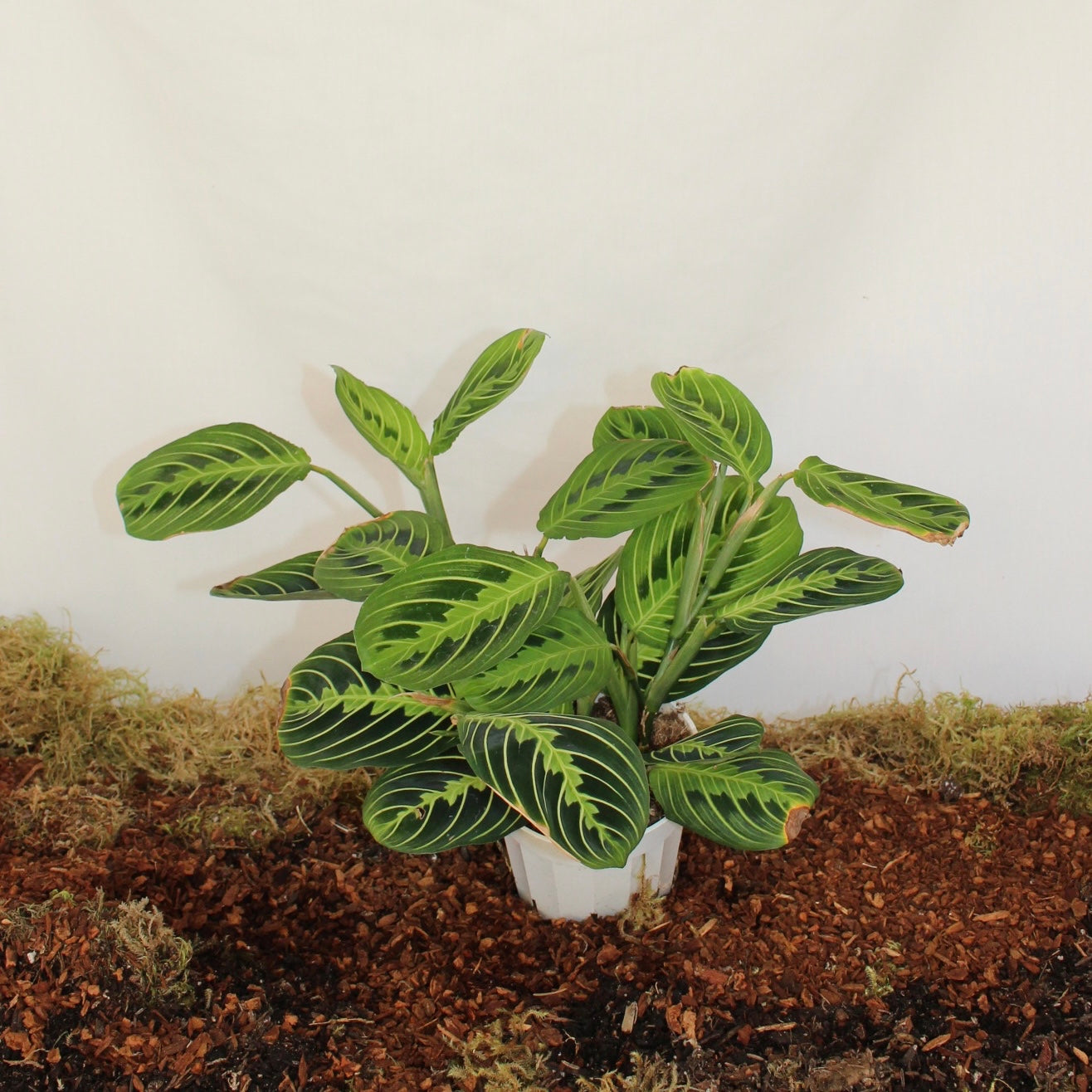 Lemon Lime Maranta 4” Pot