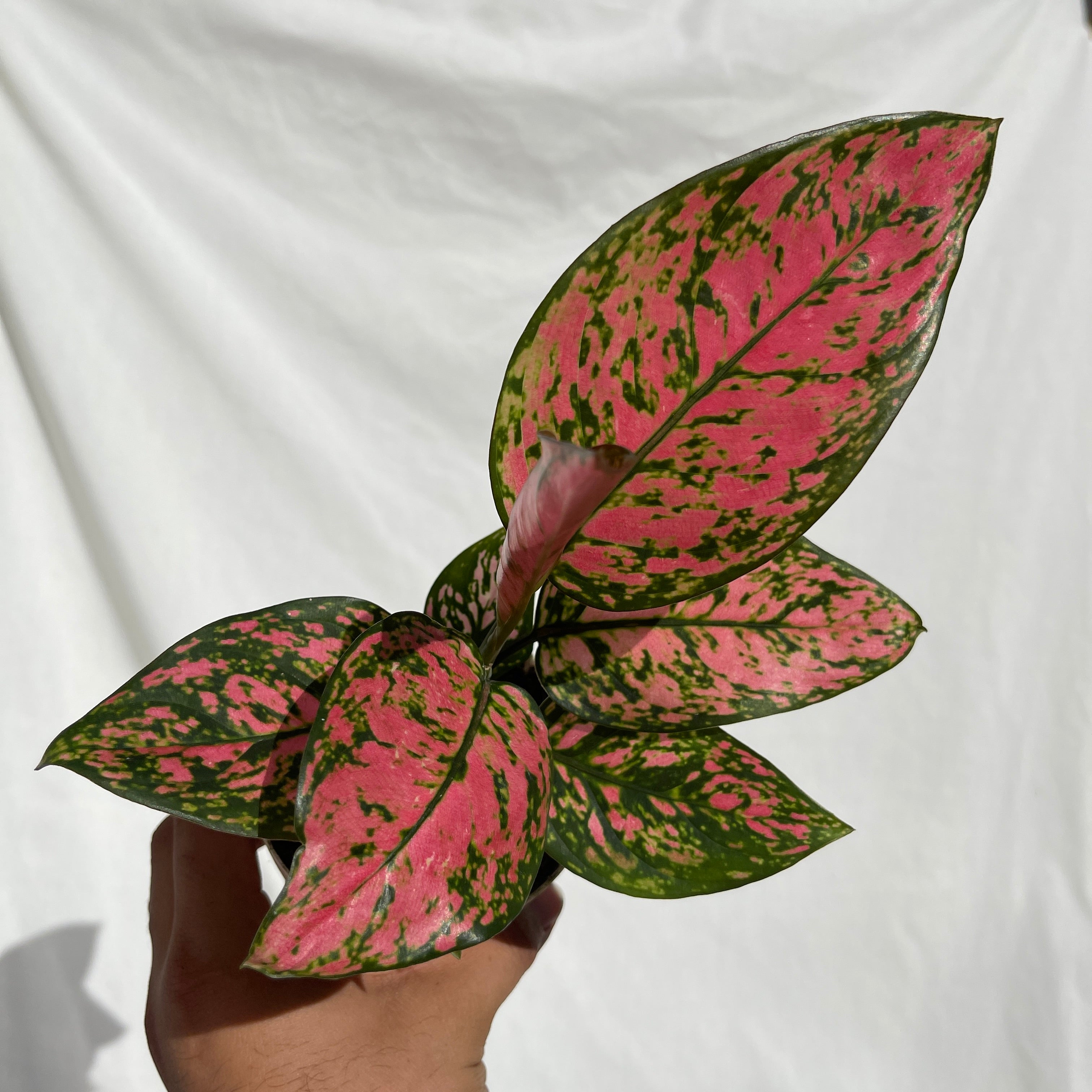 Valentine Aglaonema 4" Pot