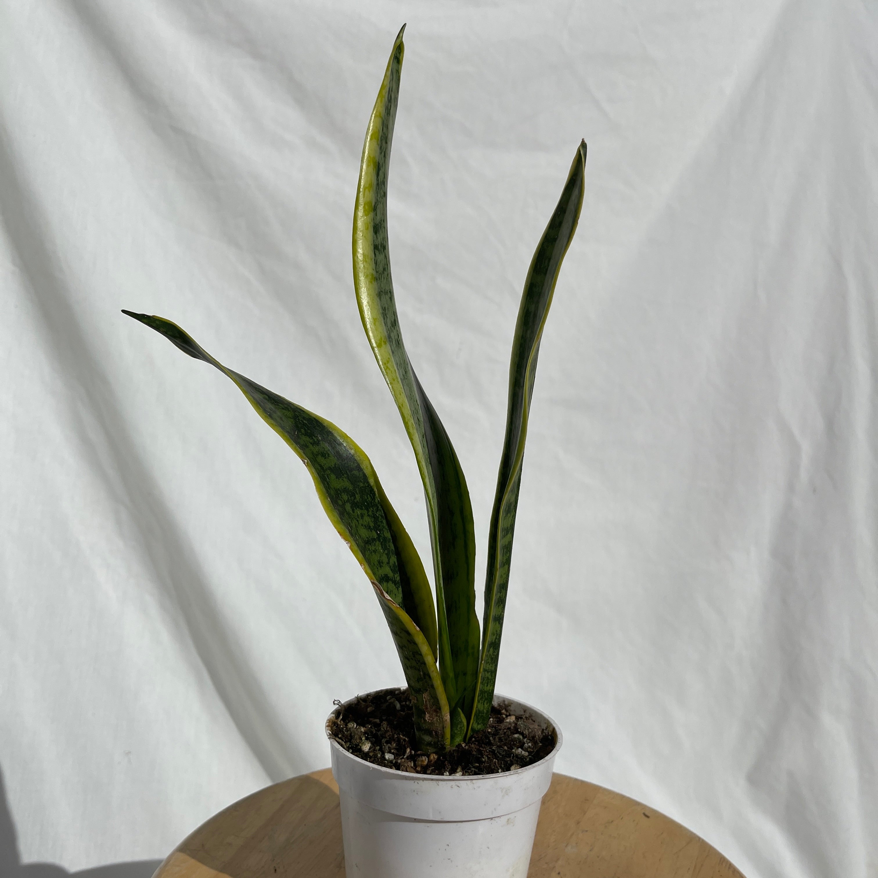 Laurentii Snake Plant 4” Pot