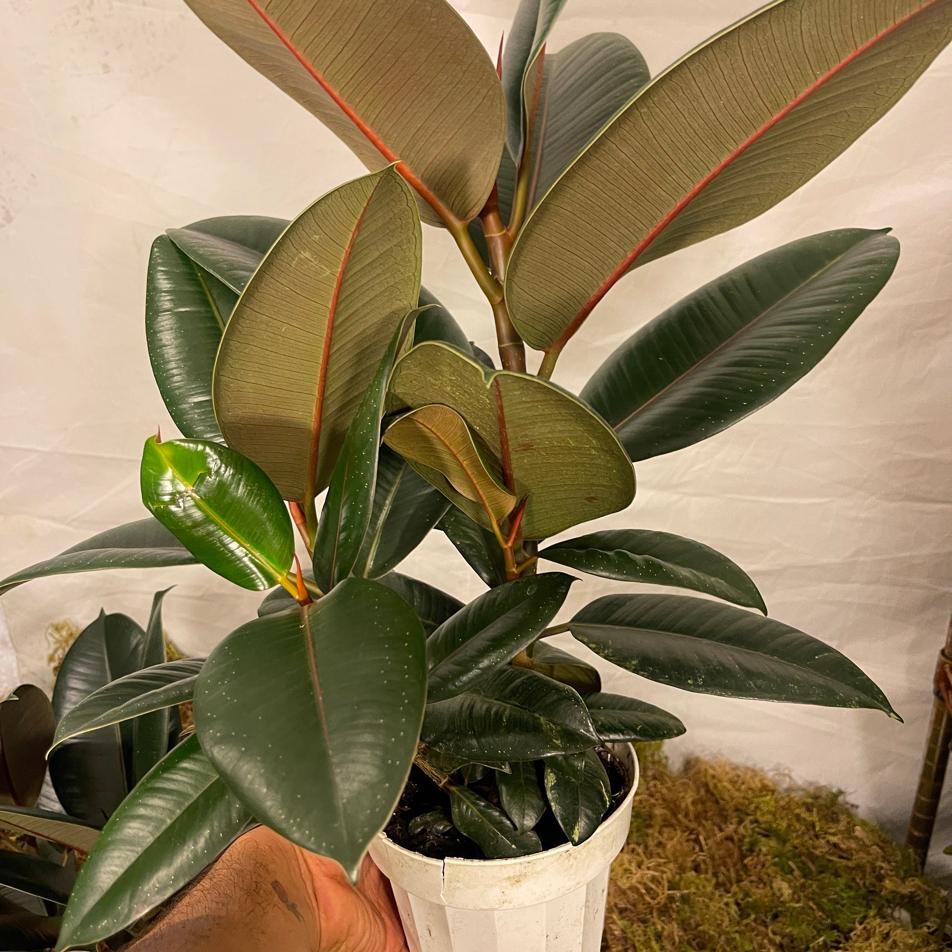 Burgundy Rubber Tree 6" Pot