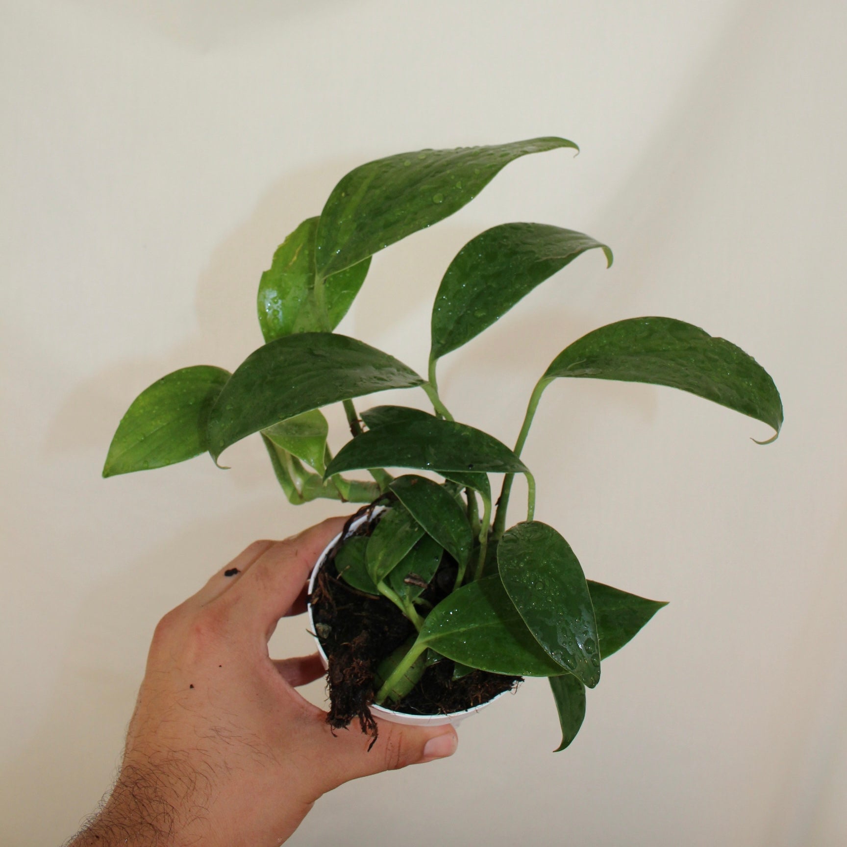 Dragon’s Tail Philodendron 4” Pot