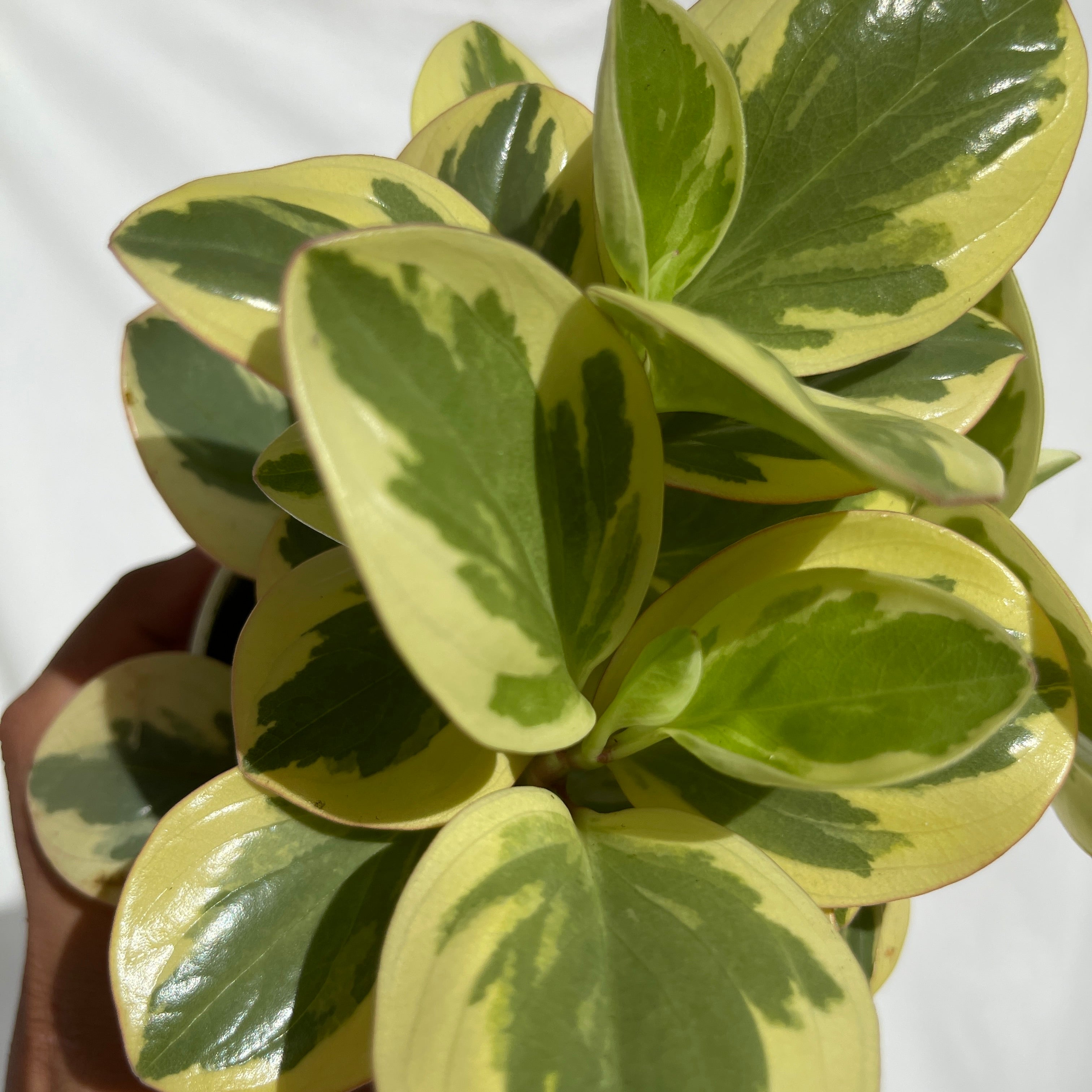 Variegated Obtusifolia Peperomia 4" Pot