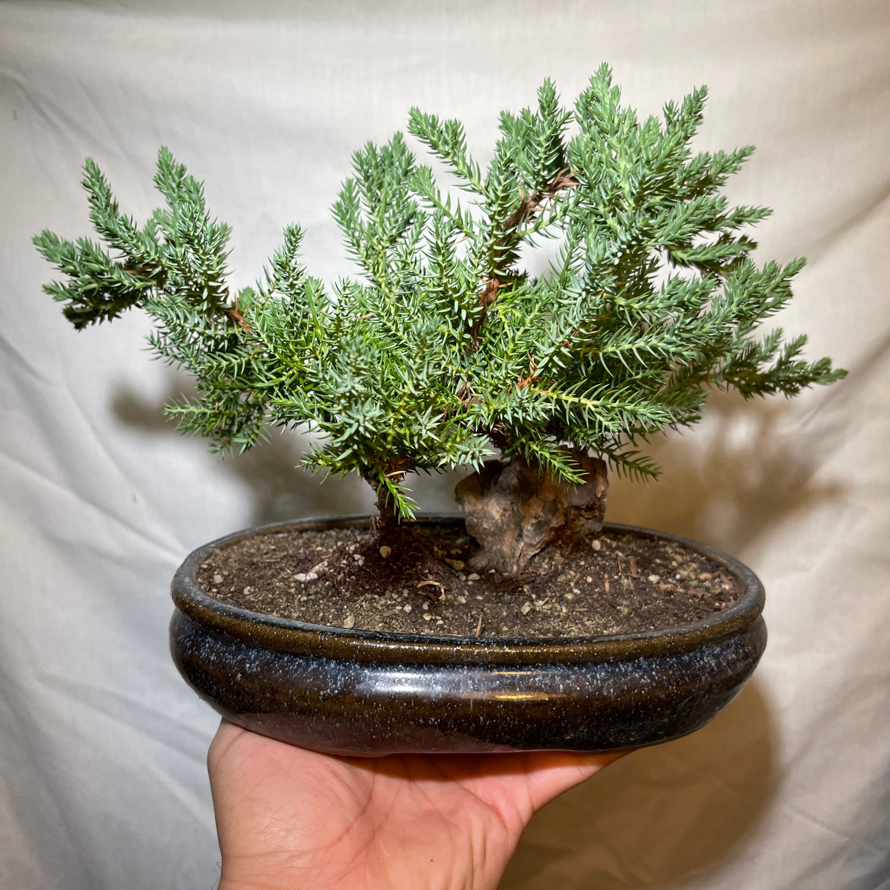 8” Blue & Brown Ceramic Juniper Pine Bonsai