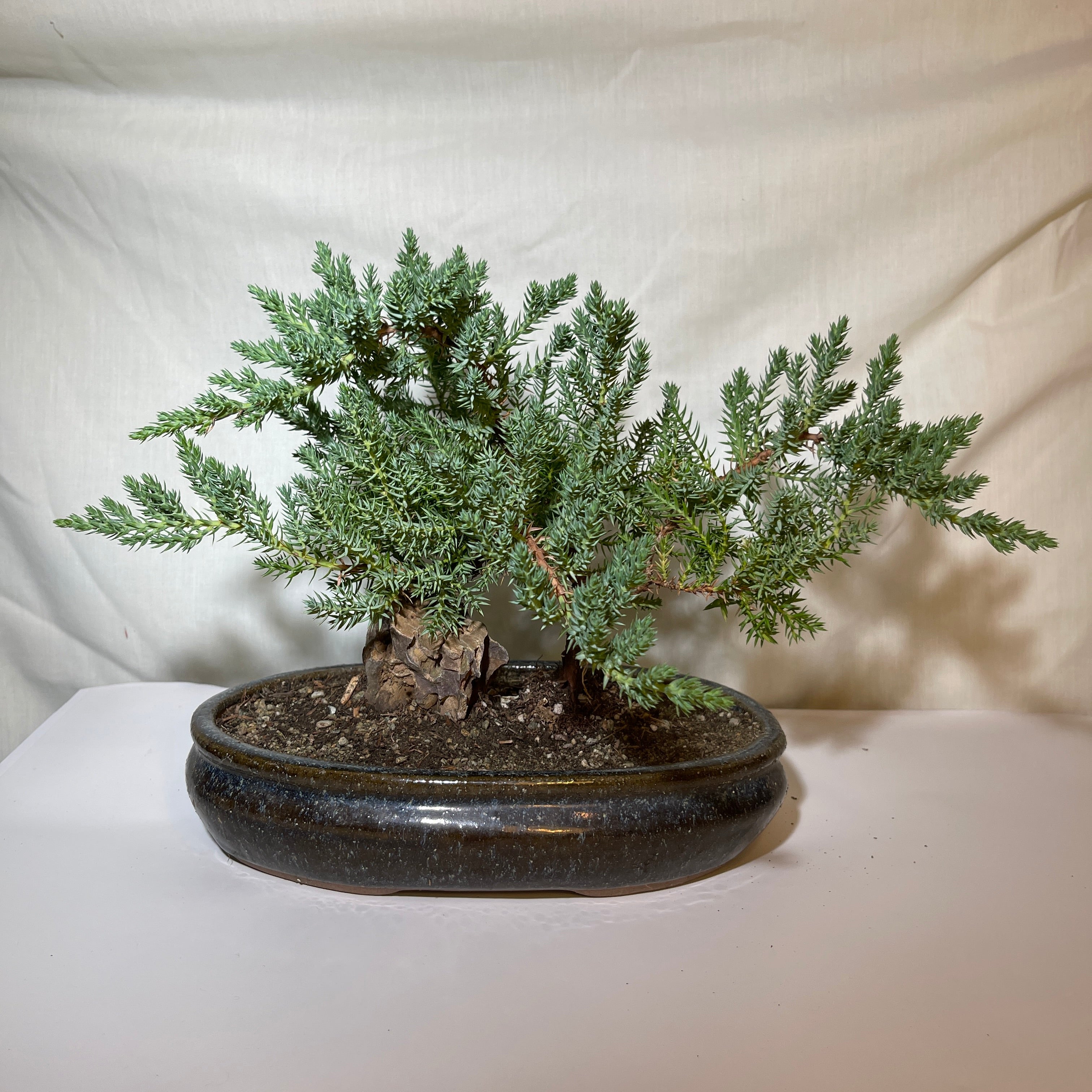 8” Blue & Brown Ceramic Juniper Pine Bonsai