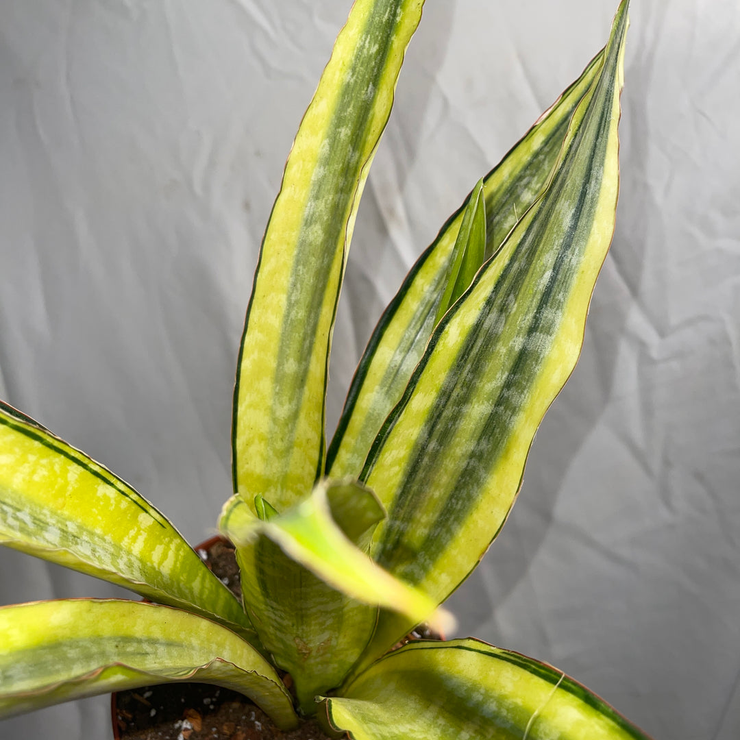 Yellow Stone Snake Plant 6" Pot