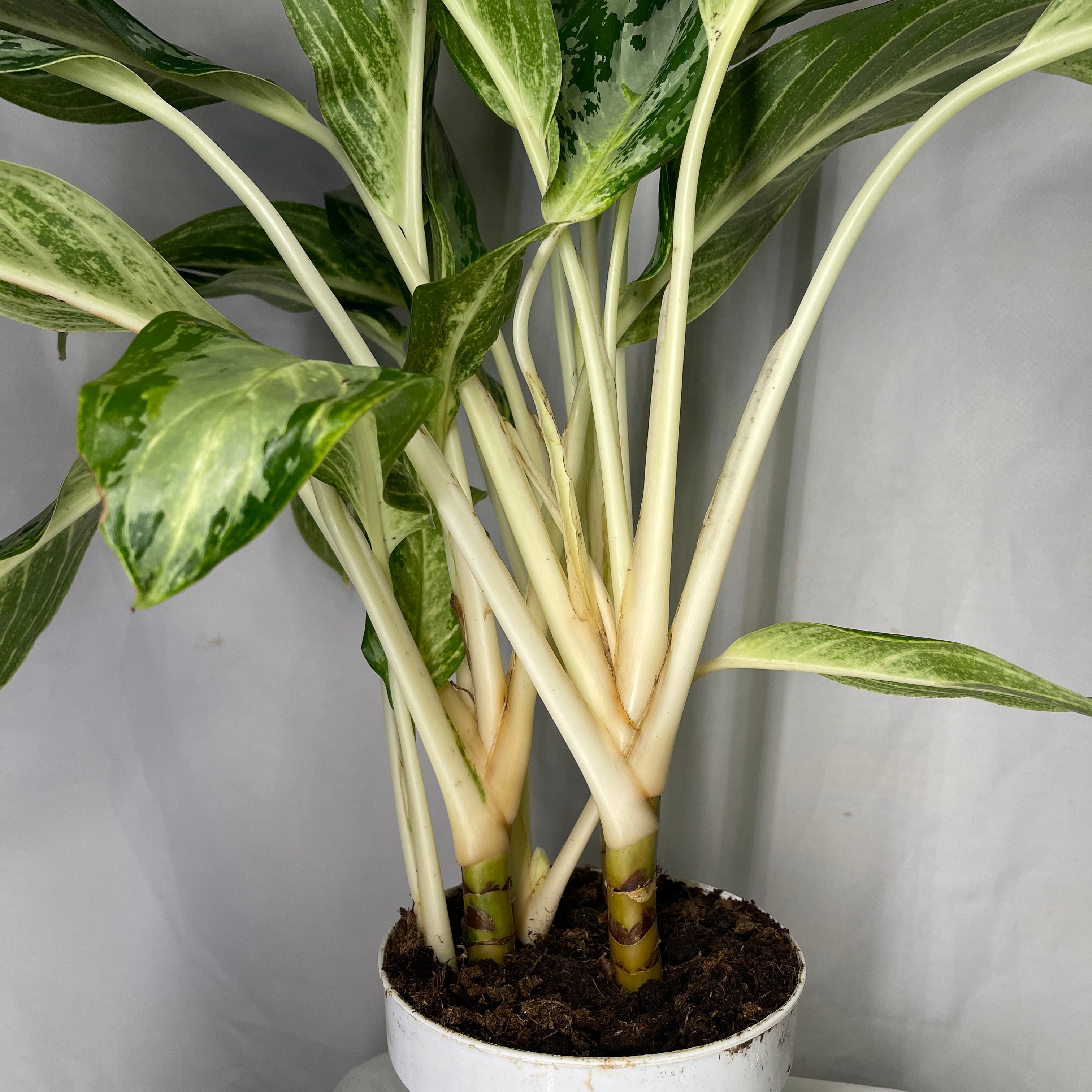Queen of Siam Evergreen 6" Inch Pot