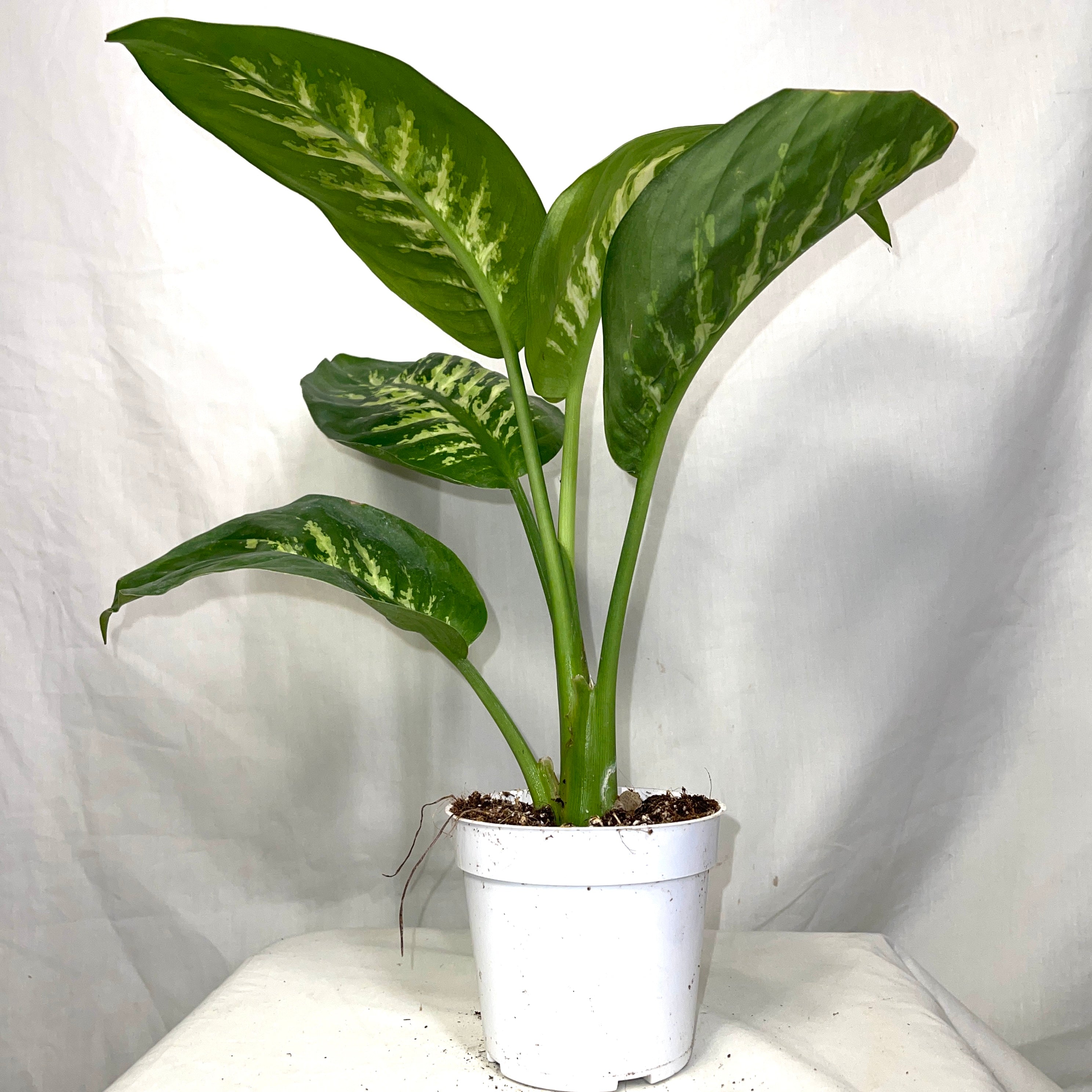 Dieffenbachia ‘Tropic Snow’ 4" Pot