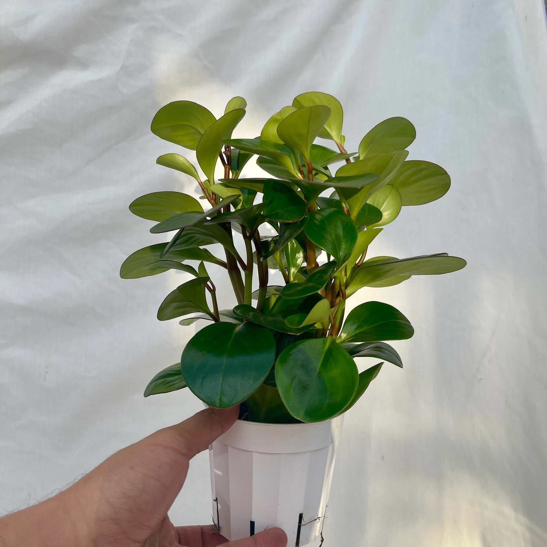 Green Obtusifolia Peperomia - 4" Pot