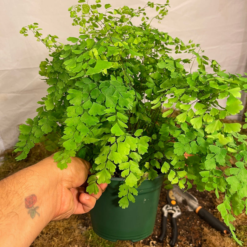 Maidenhair Fern 6" Pot