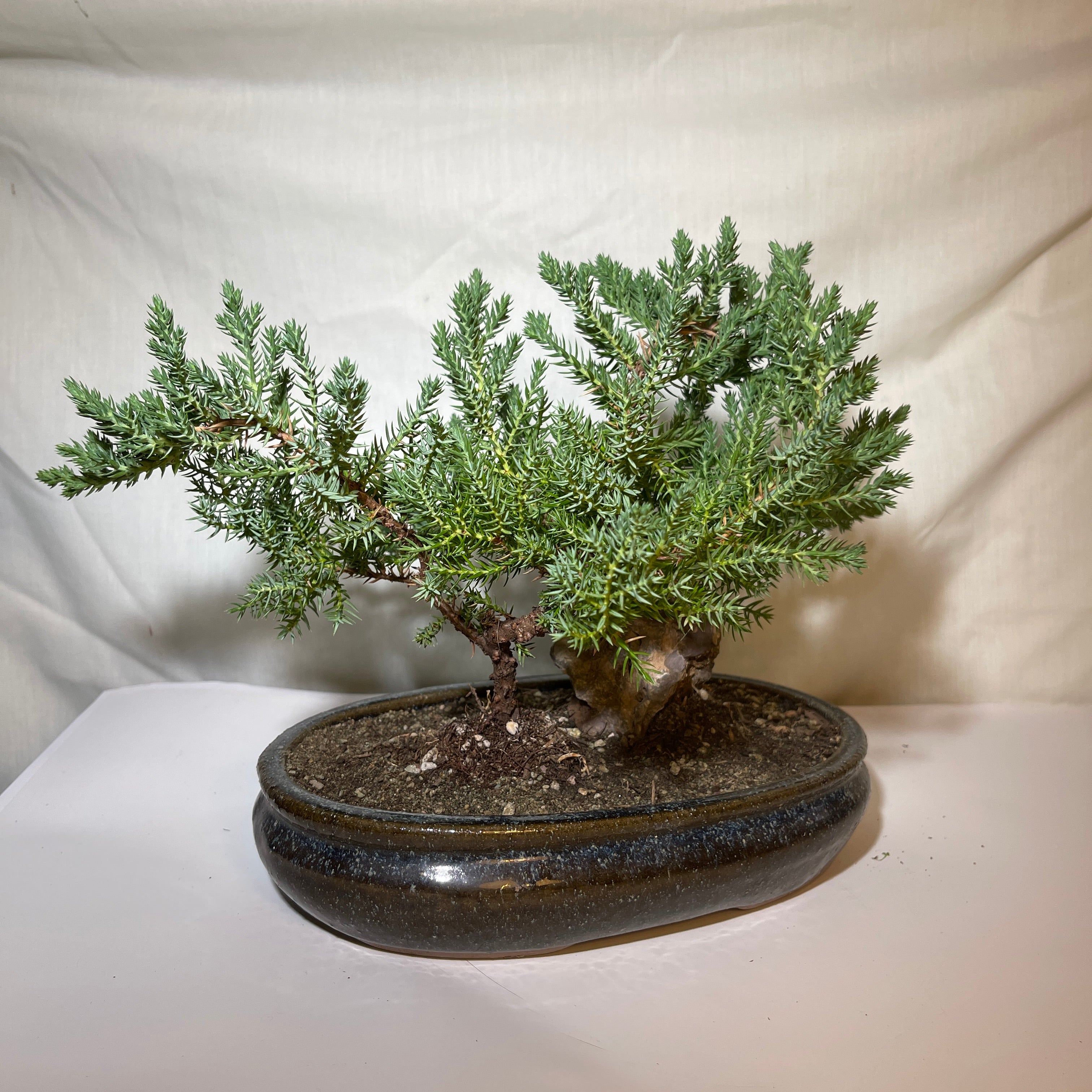 8” Blue & Brown Ceramic Juniper Pine Bonsai