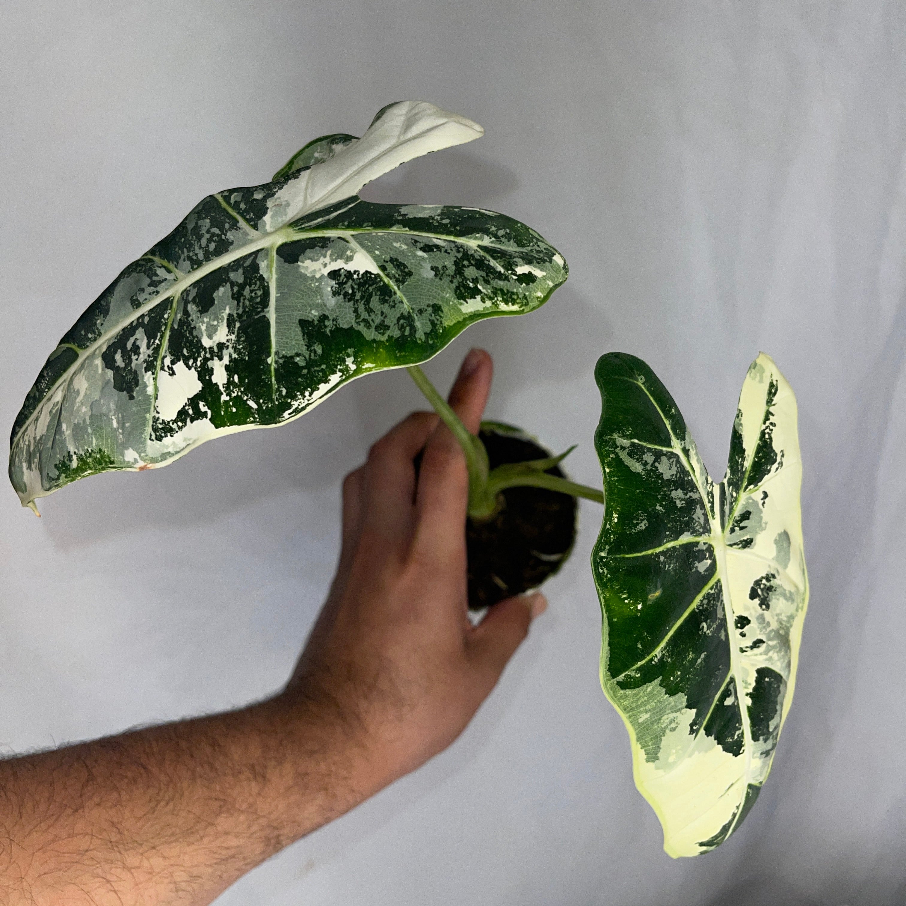 Variegated Frydek Alocasia 4" Pot